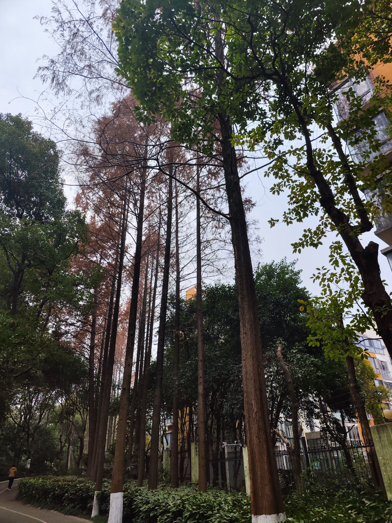 大华行知公园旅行图片 2