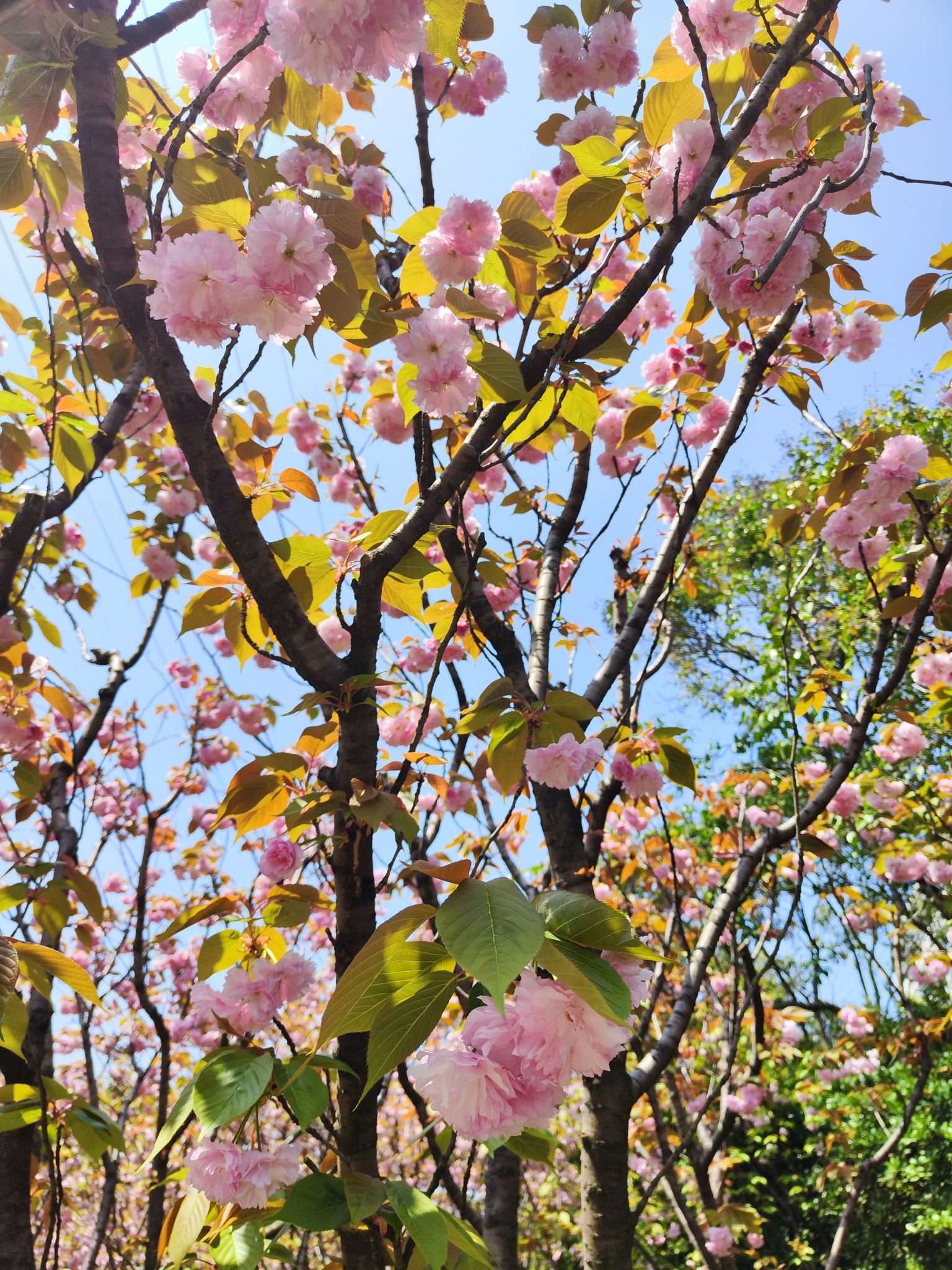 甘泉公园旅行图片 3