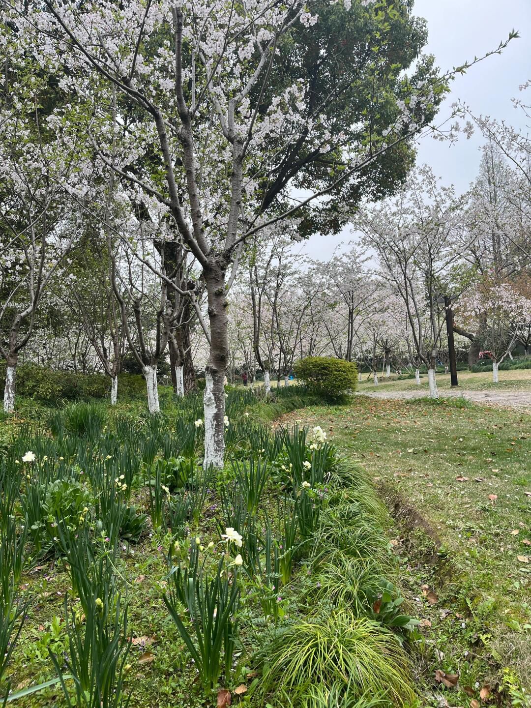 复兴岛公园旅行图片 1