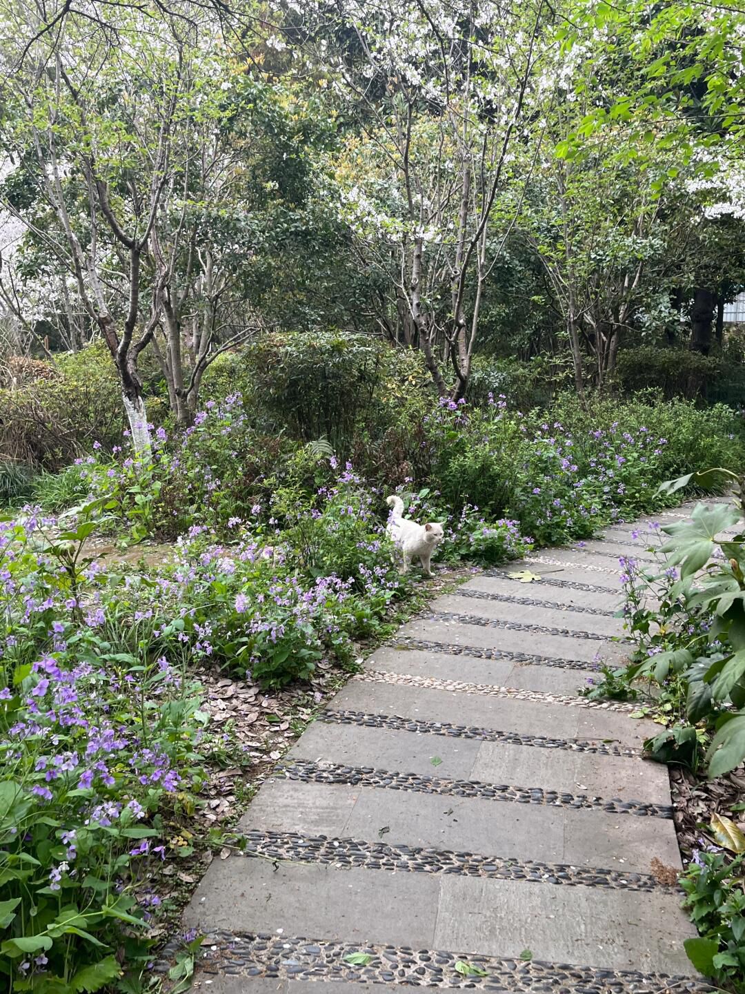 复兴岛公园旅行图片 2
