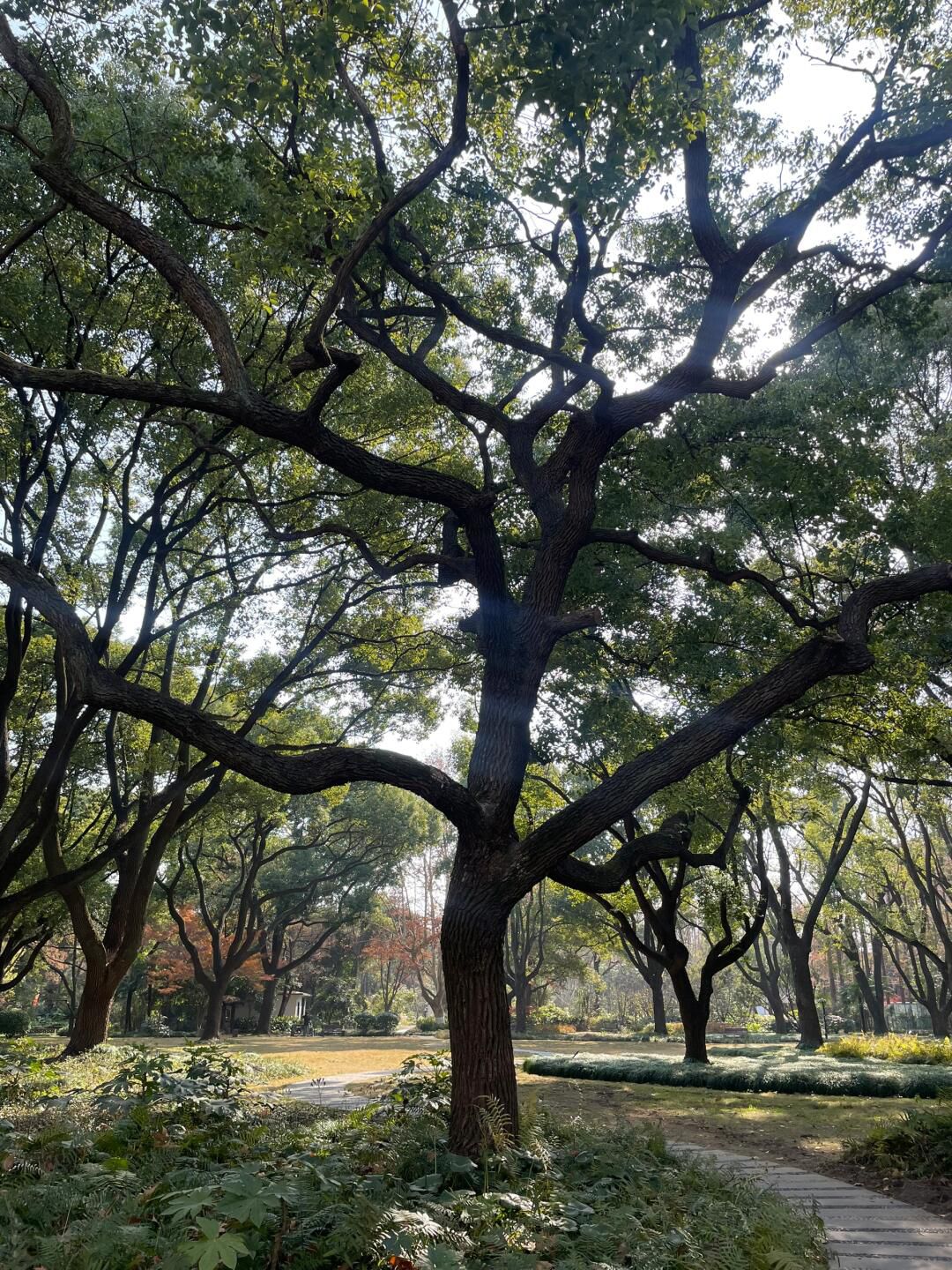 复兴岛公园旅行图片 1