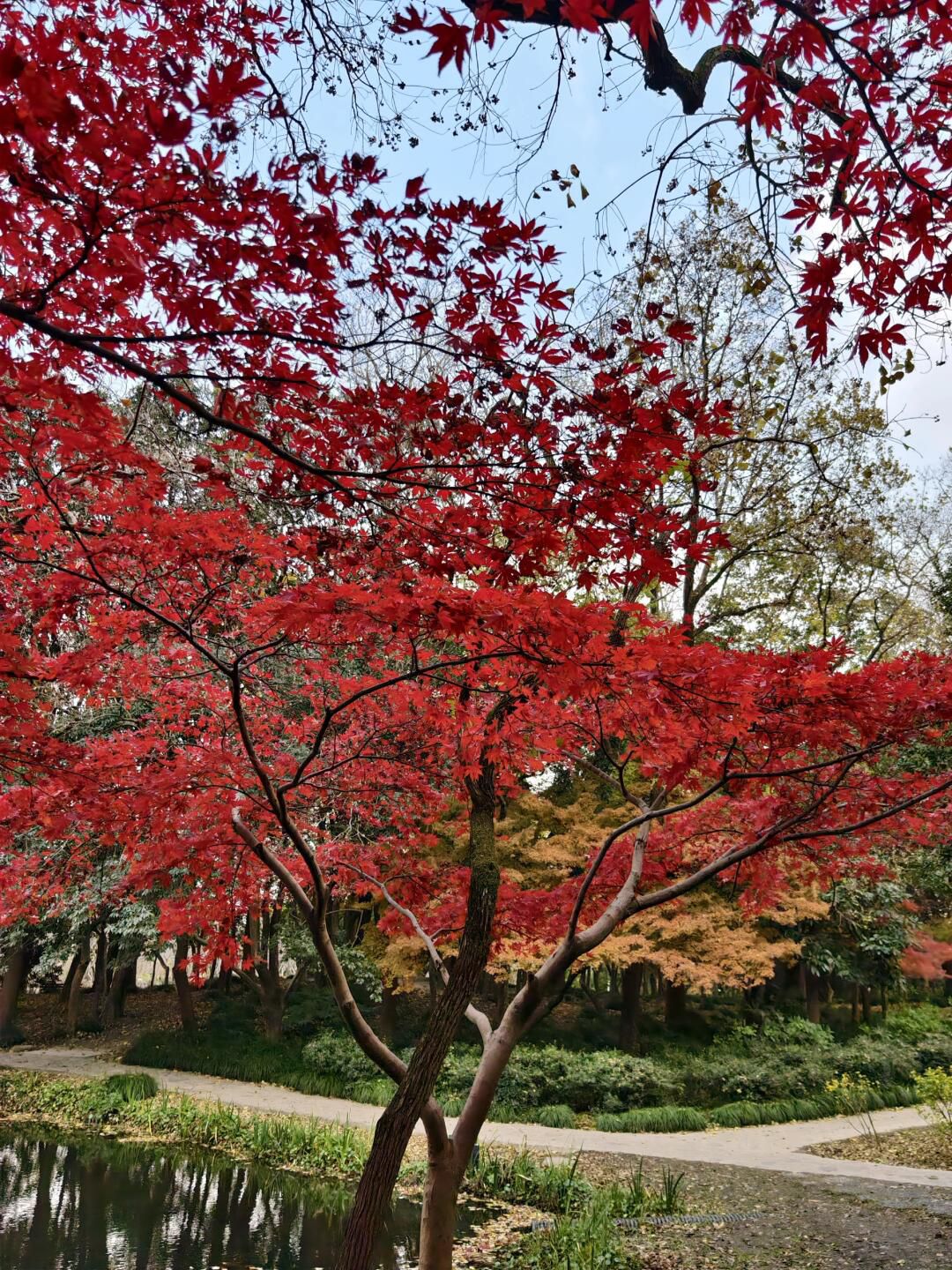 上海植物园旅行图片 2
