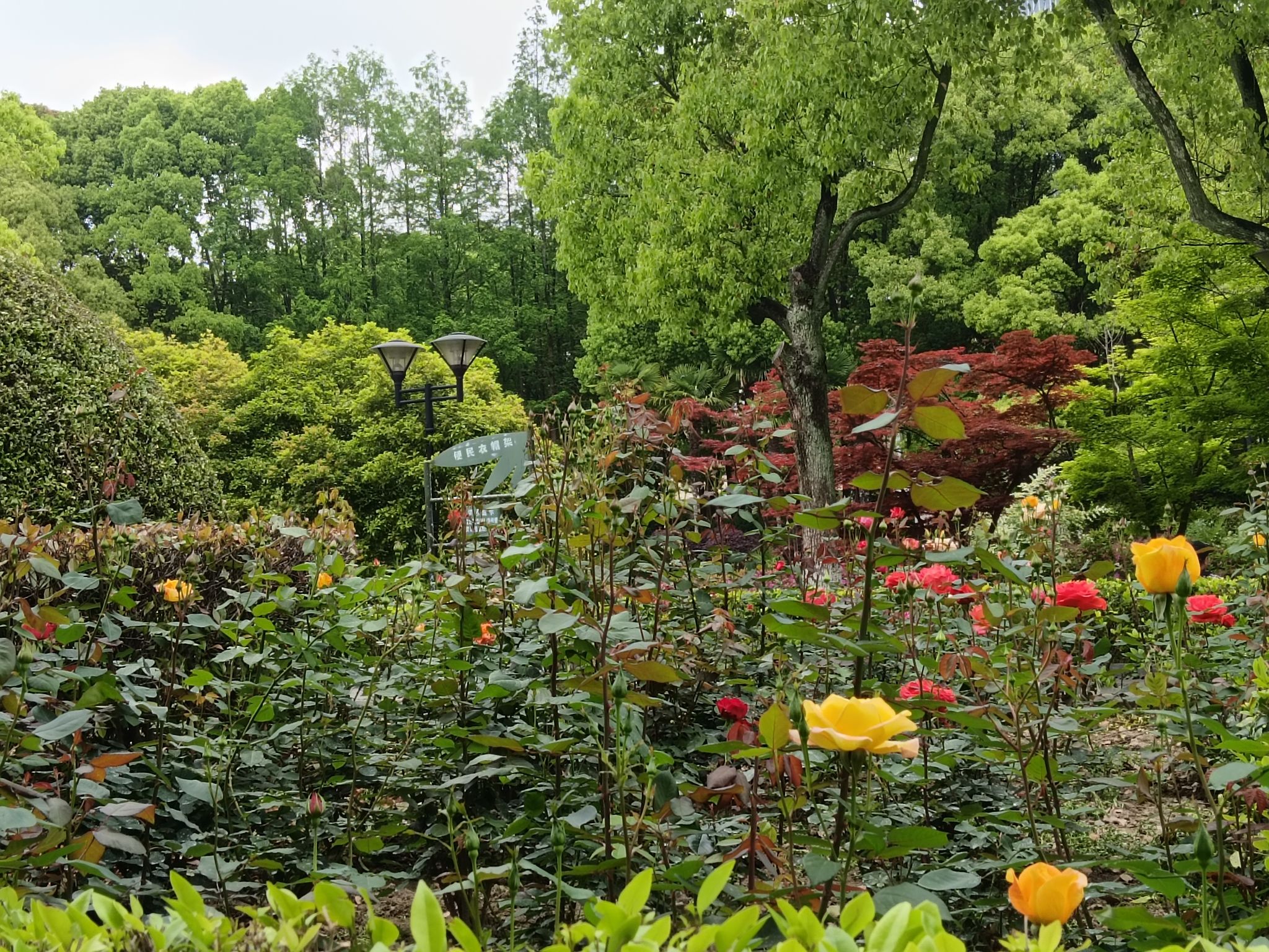 莘城中央公园旅行图片 3