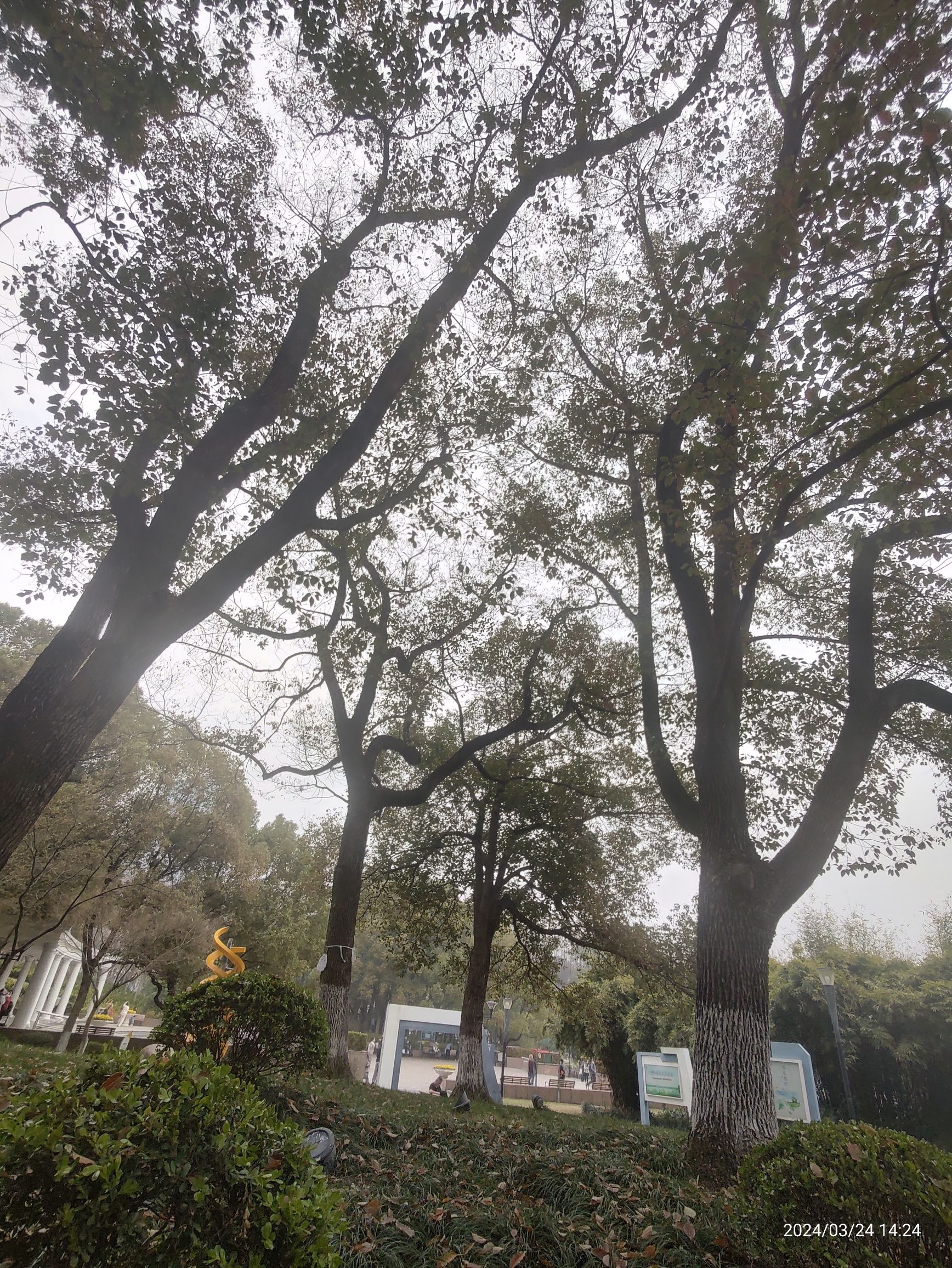 莘城中央公园旅行图片 2