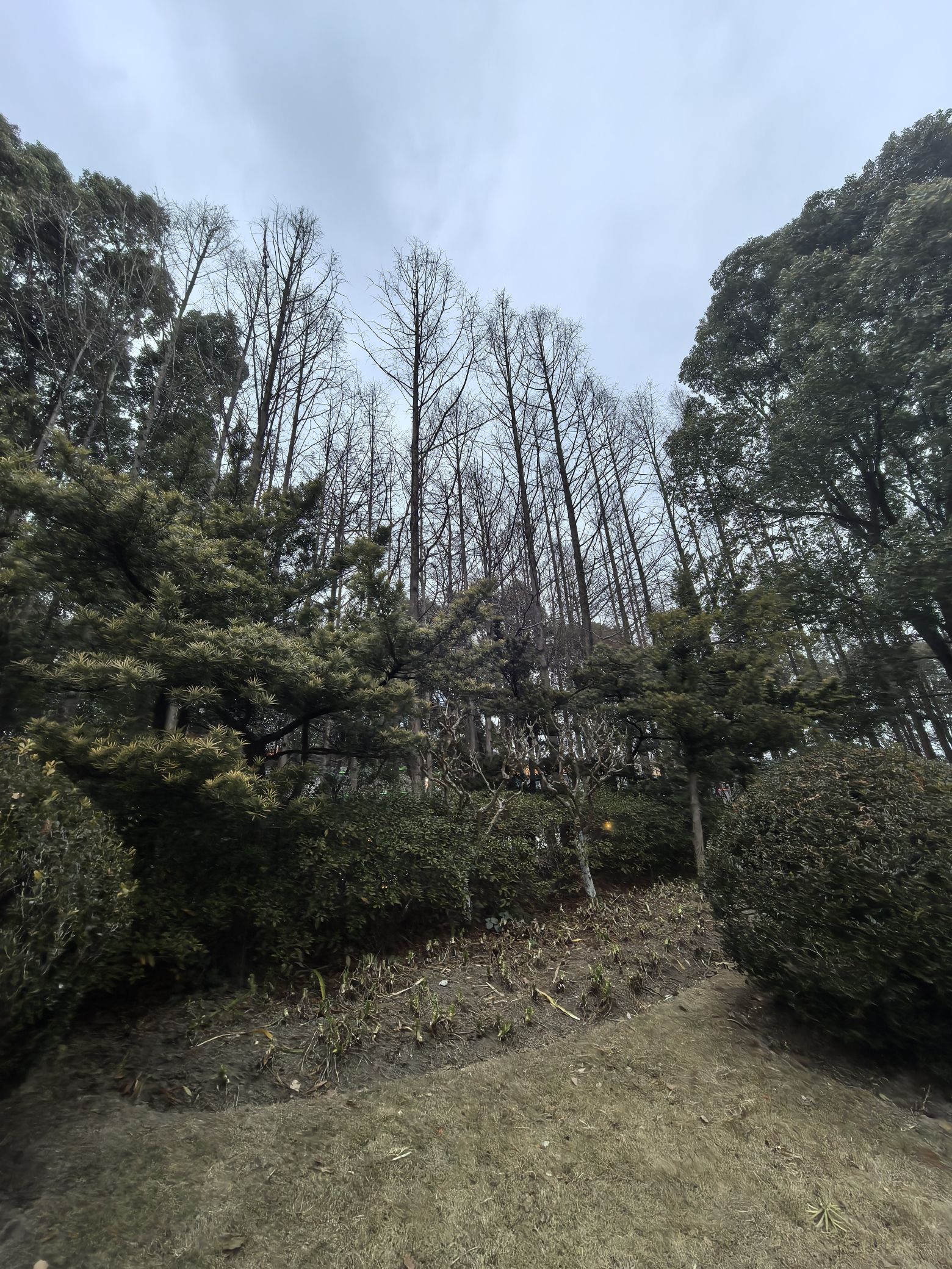 莘城中央公园旅行图片 2