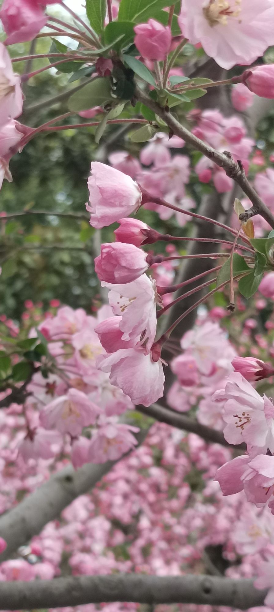 凉城公园旅行图片 1