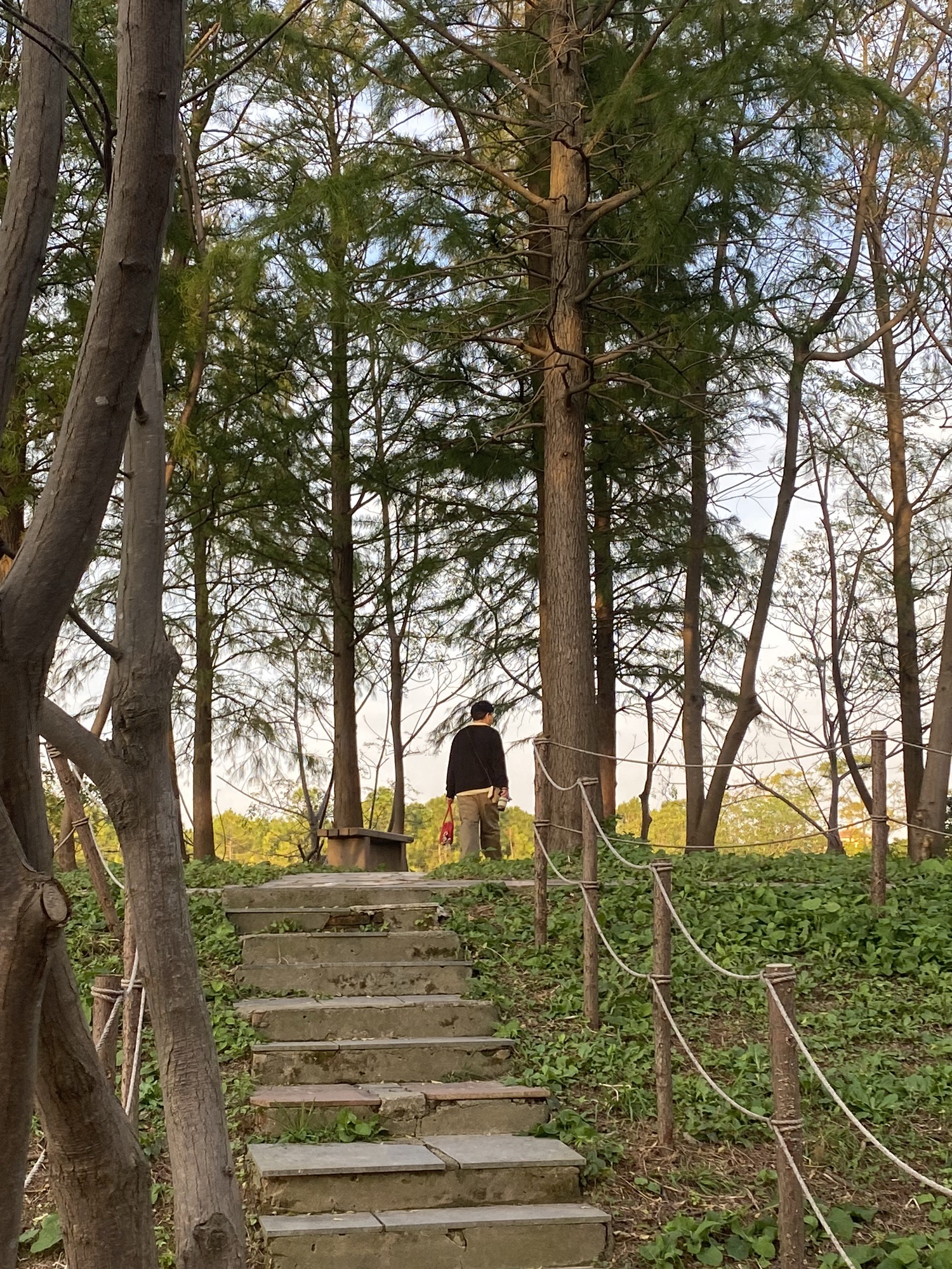 上海滨海森林公园旅行图片 3