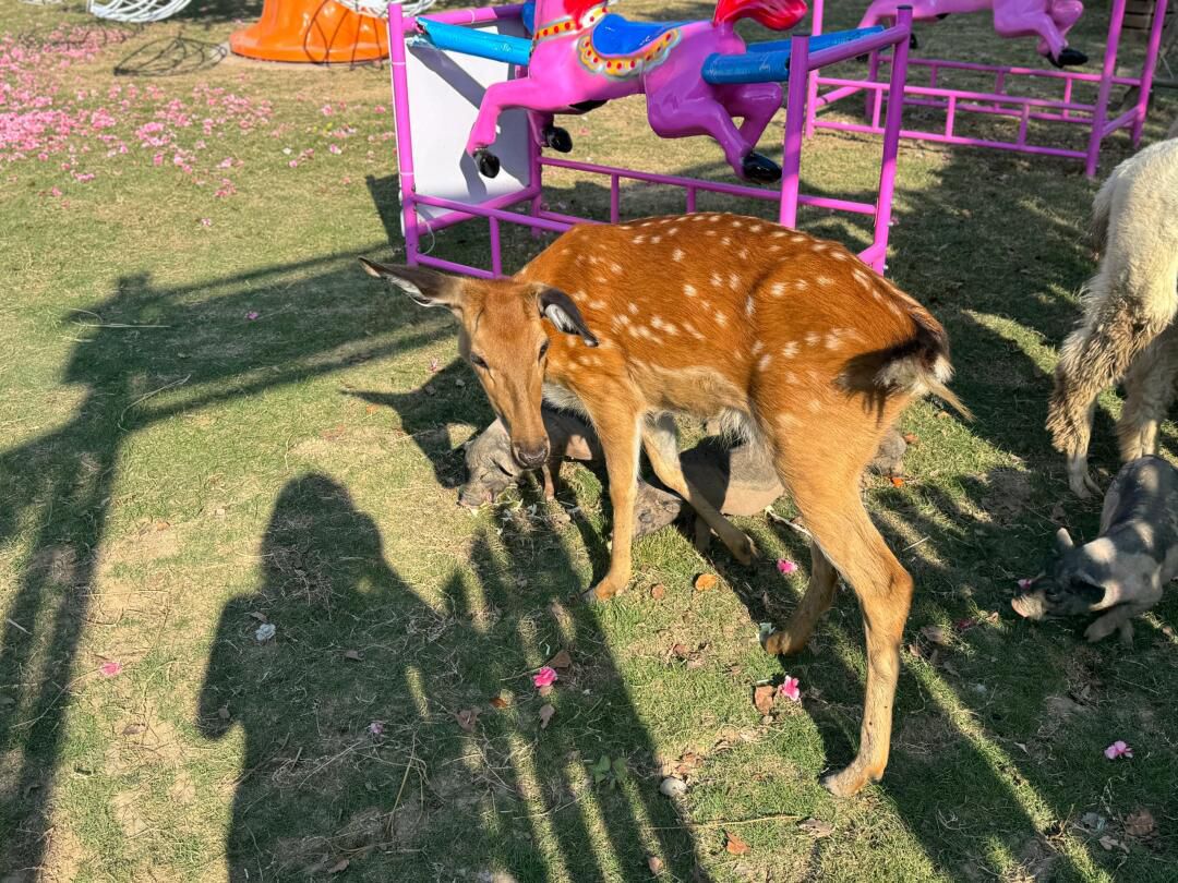 上海滨海森林公园旅行图片 2