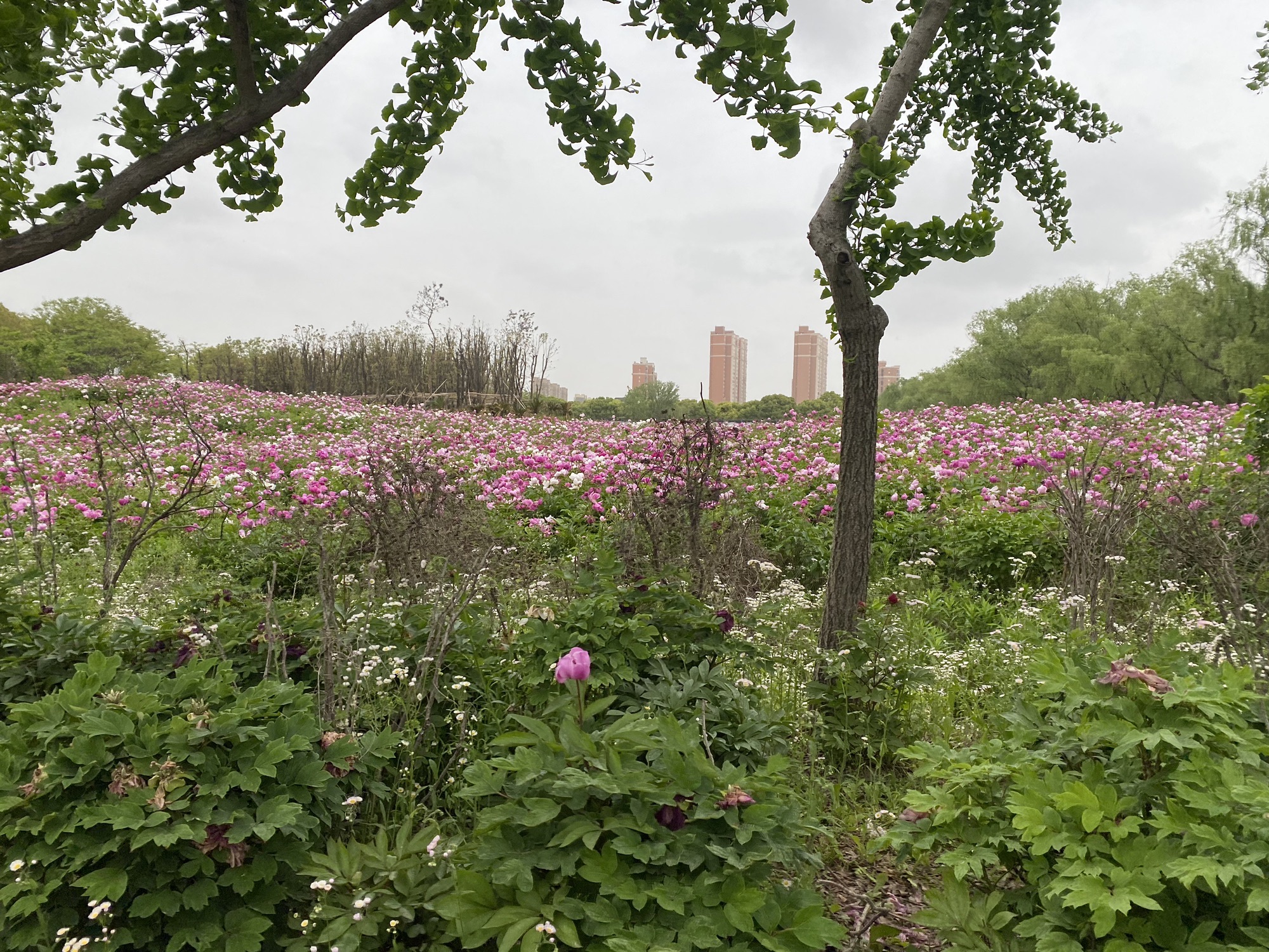 东方假日田园旅行图片 2