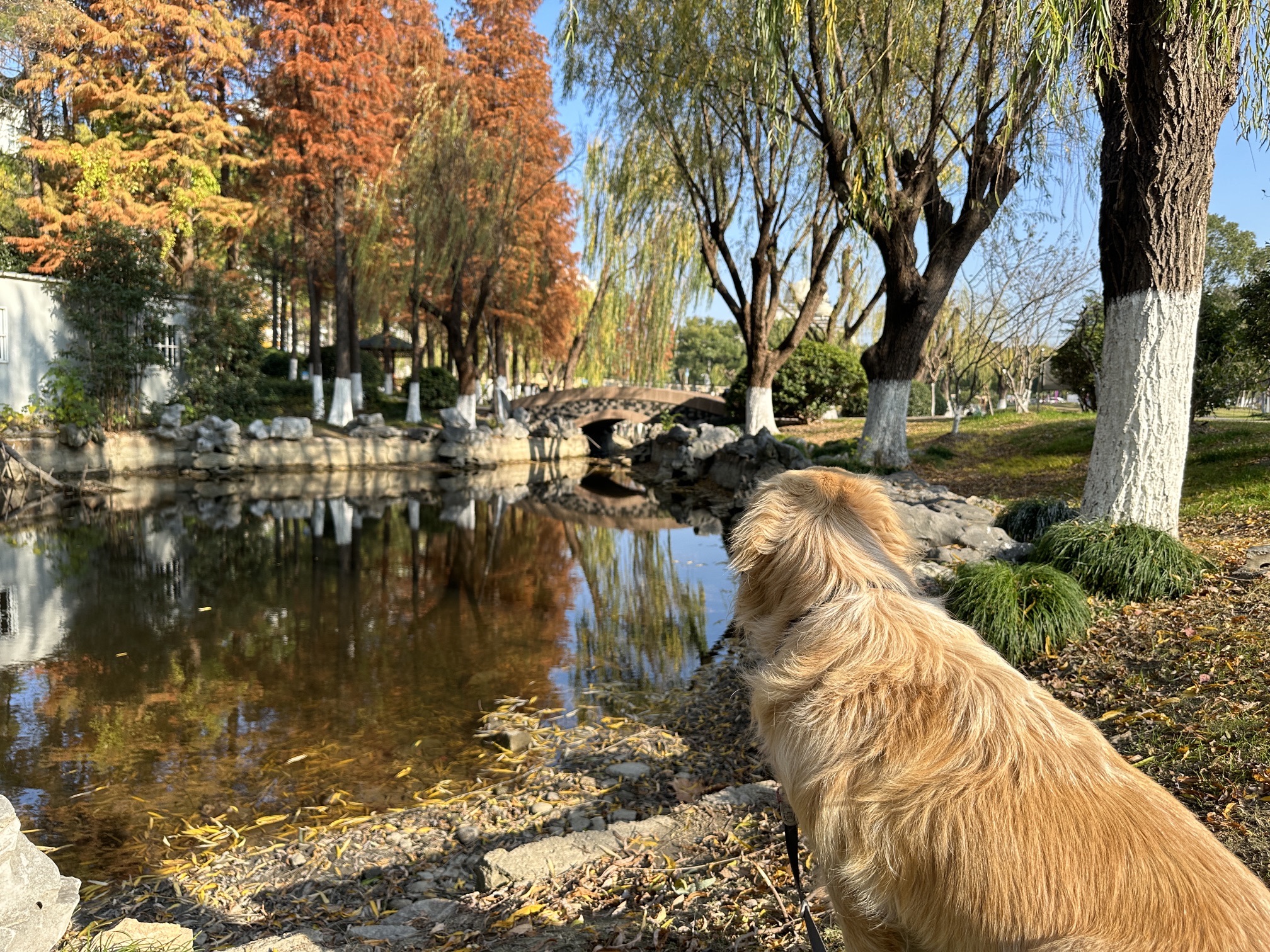 新桥公园旅行图片 2