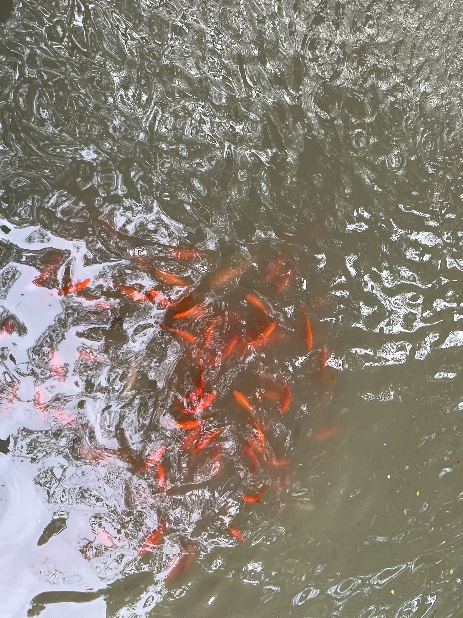 张堰公园旅行图片 2