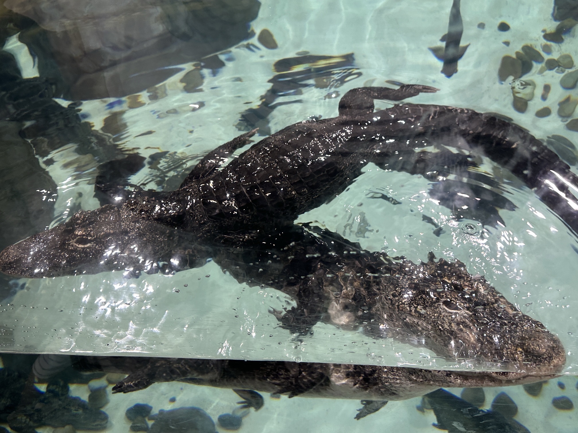 上海海洋水族馆旅行图片 3