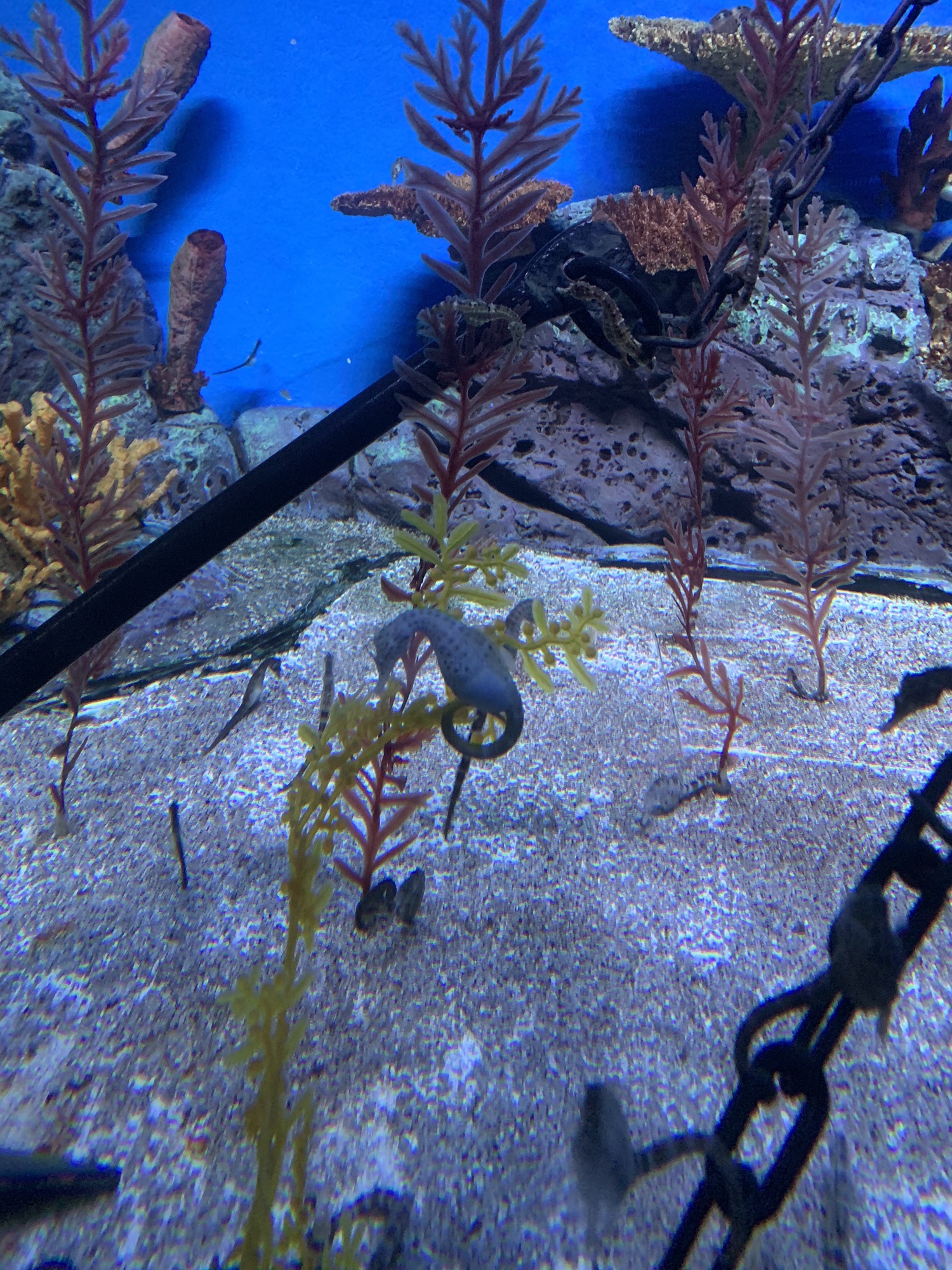 上海海洋水族馆旅行图片 3