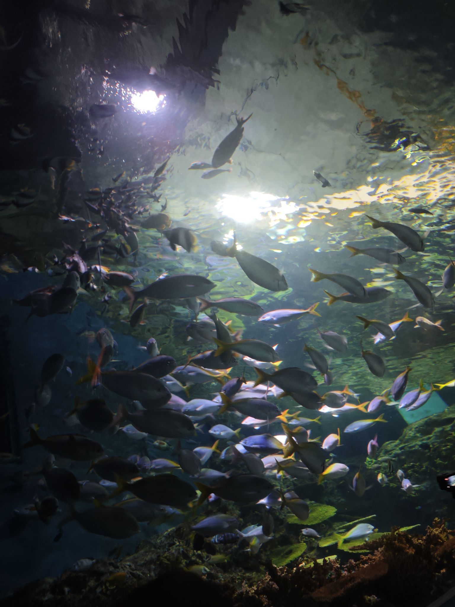 上海海洋水族馆旅行图片 3