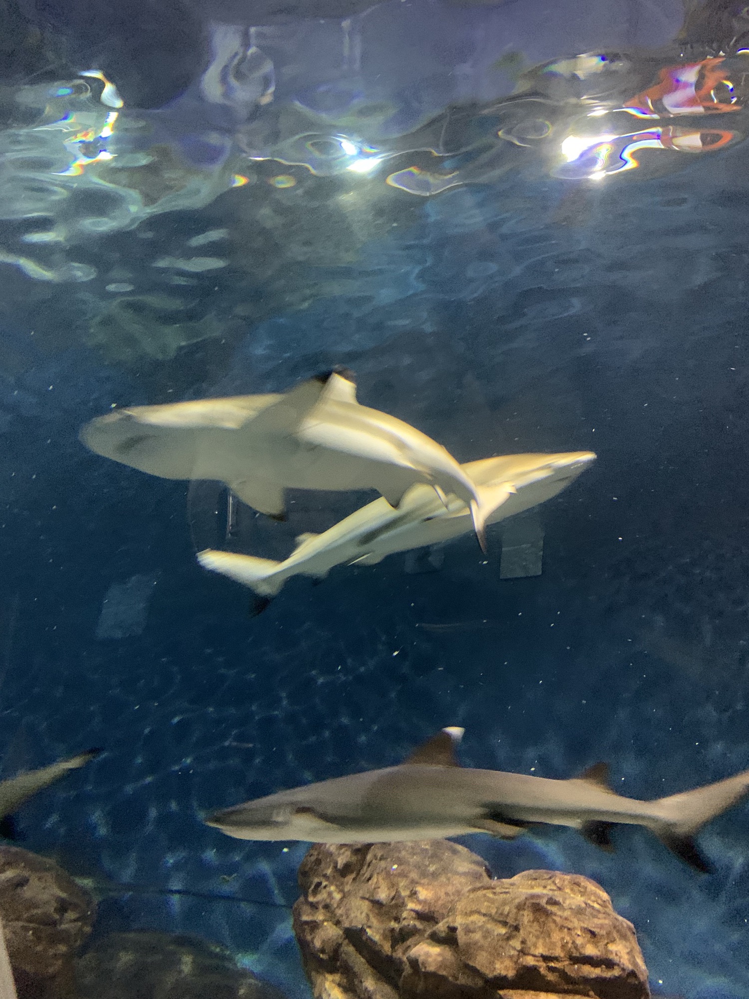 上海海洋水族馆旅行图片 1