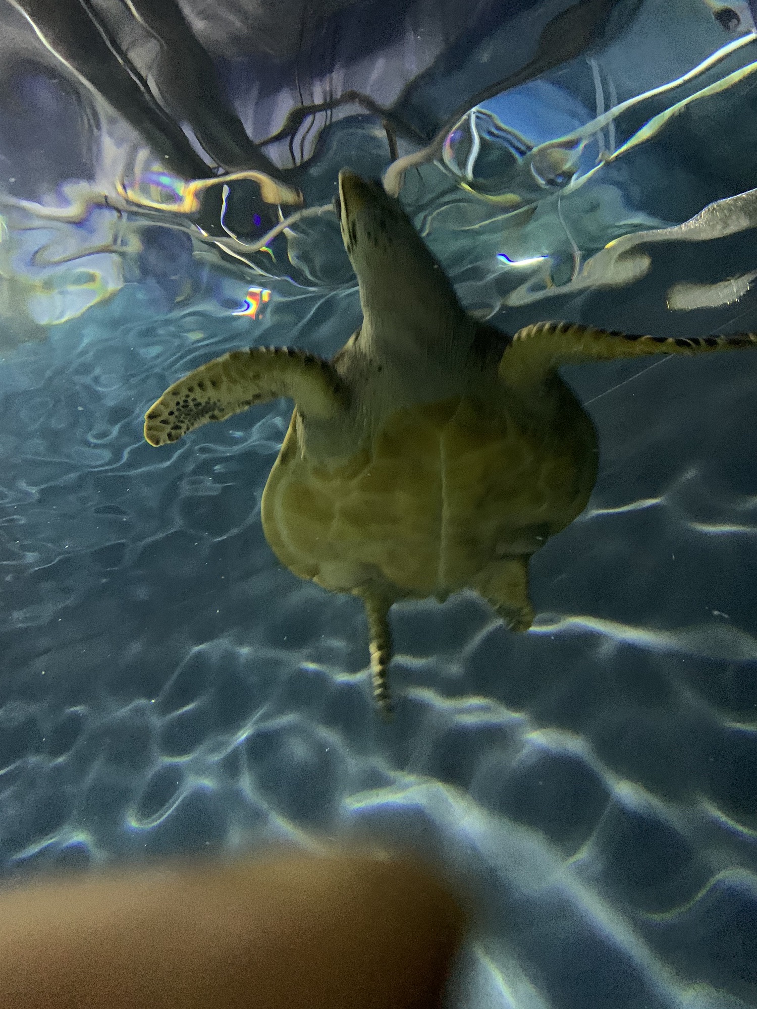 上海海洋水族馆旅行图片 2