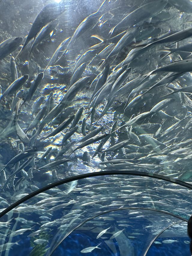 上海海洋水族馆旅行图片 3
