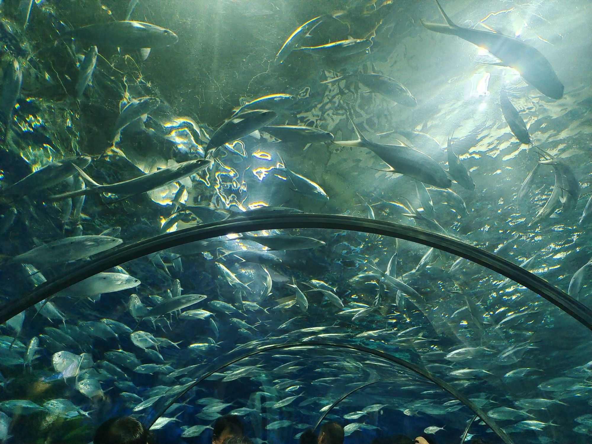 上海海洋水族馆旅行图片 1