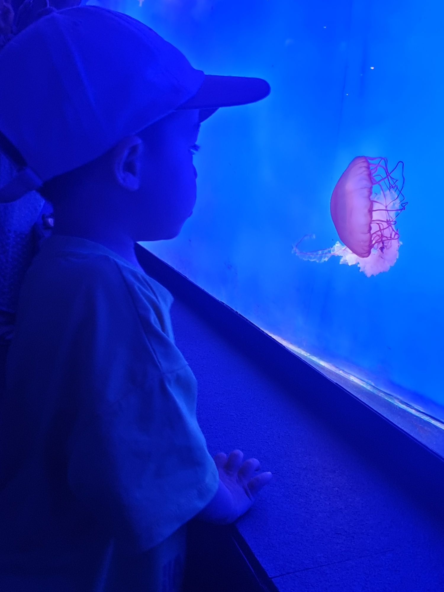 上海海洋水族馆旅行图片 2