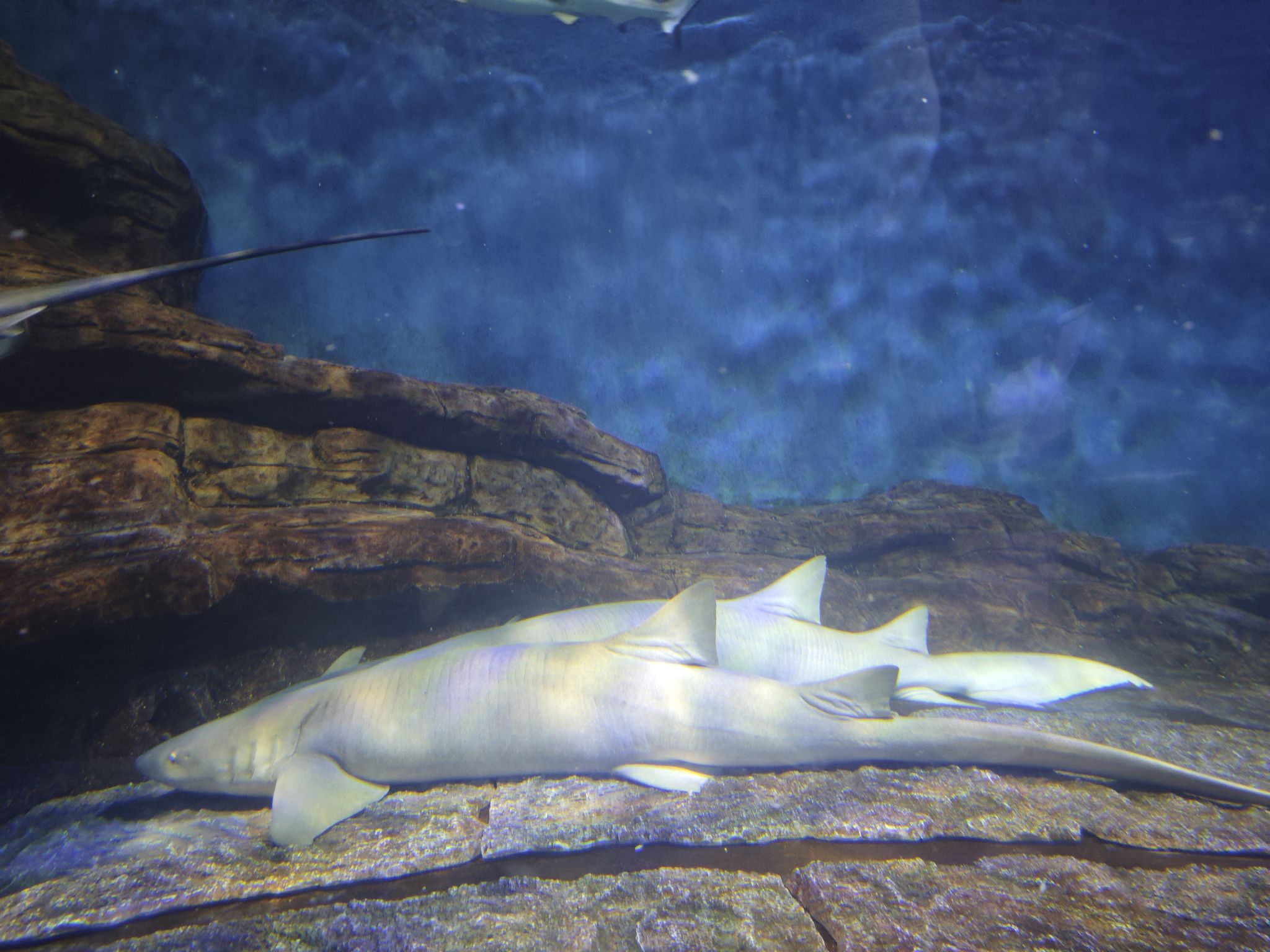 上海海洋水族馆旅行图片 1