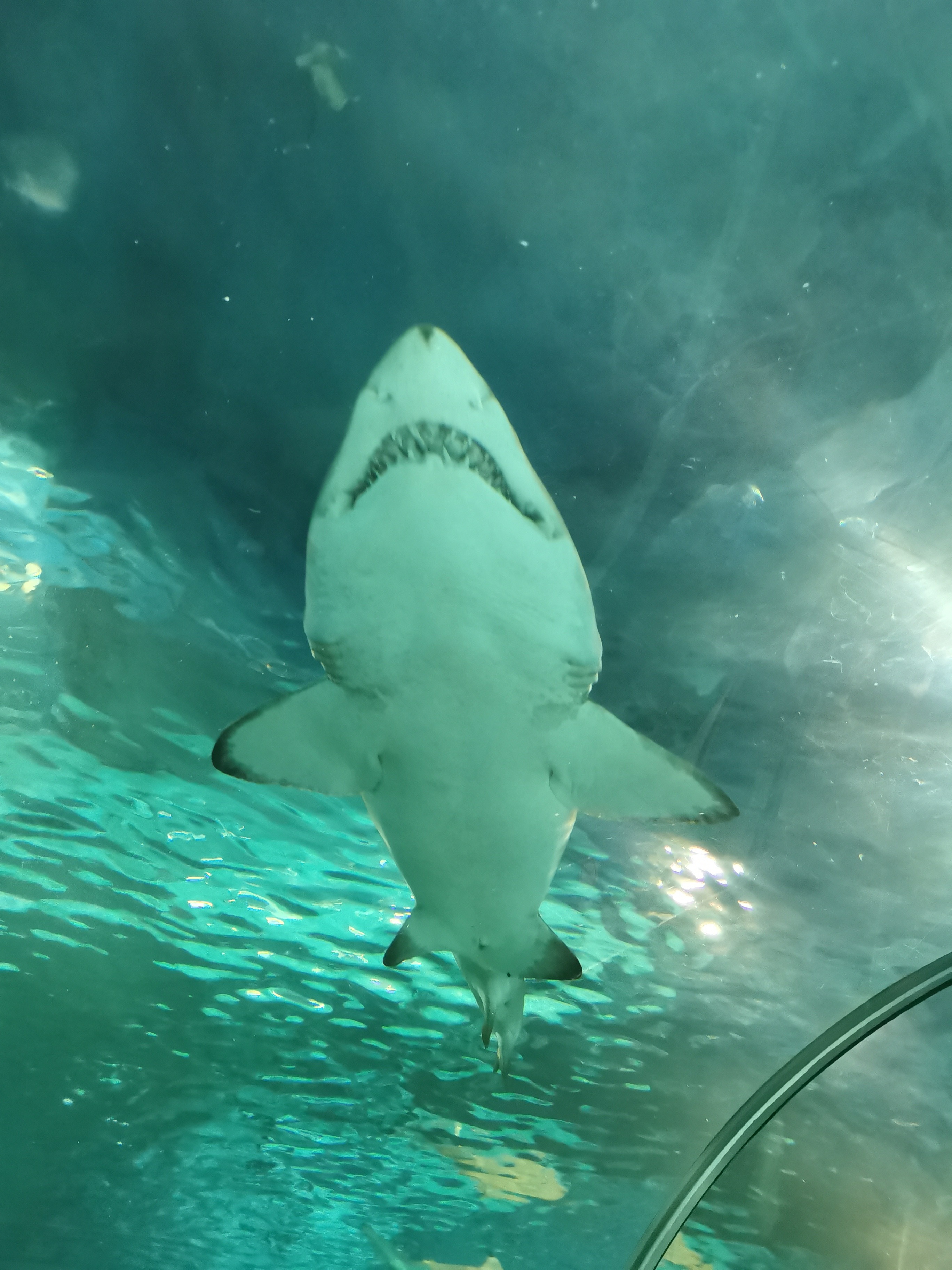 上海海洋水族館 - 高德地圖