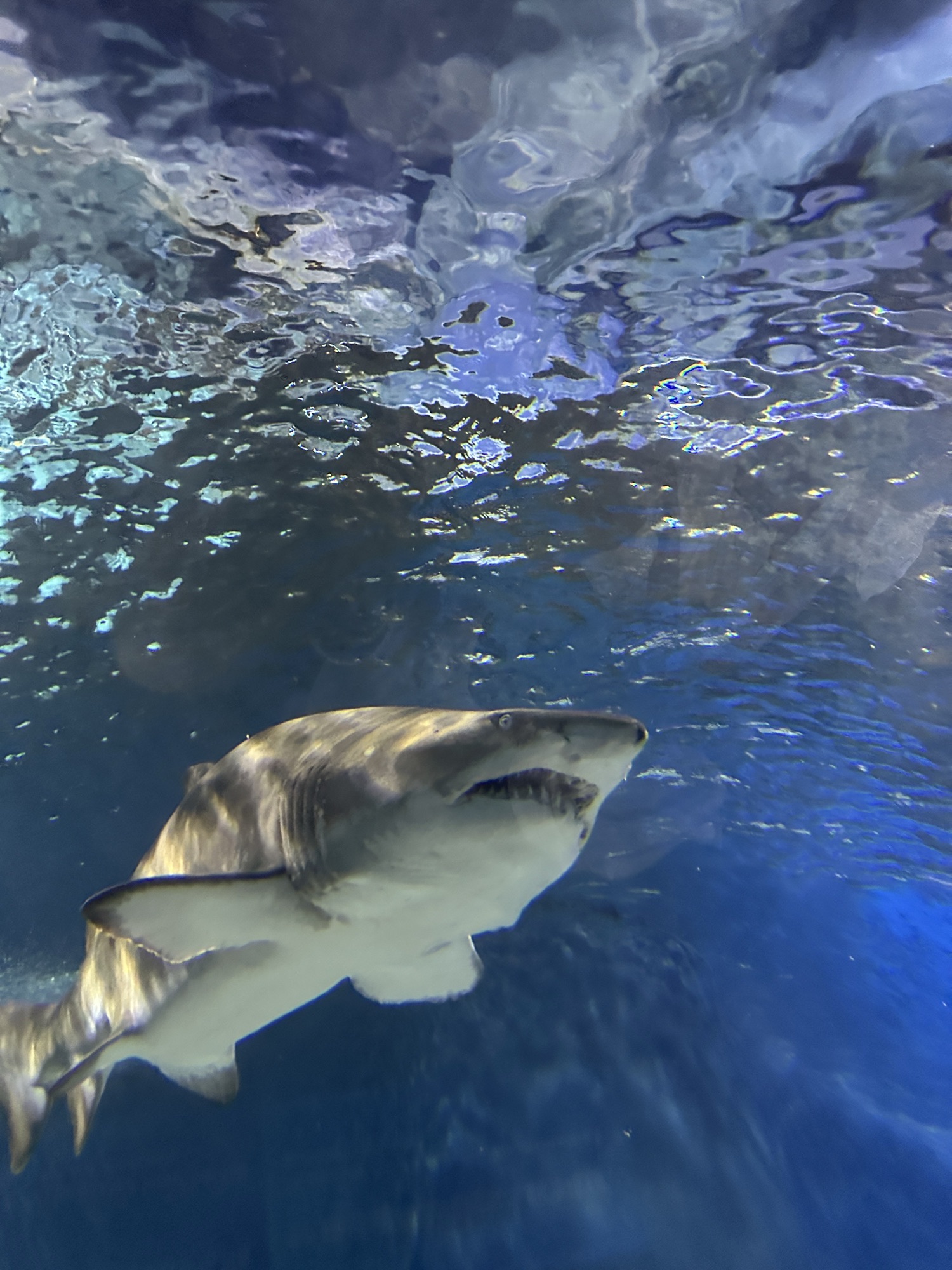 上海海洋水族馆旅行图片 1