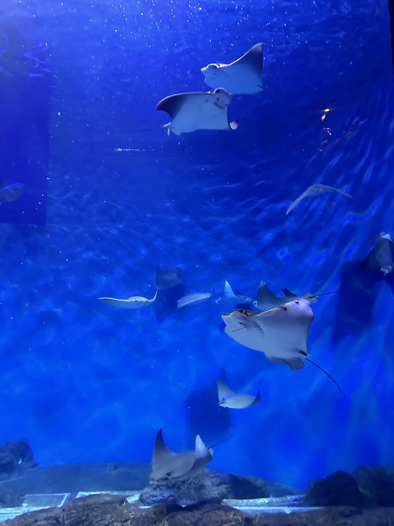 上海海洋水族馆旅行图片 2