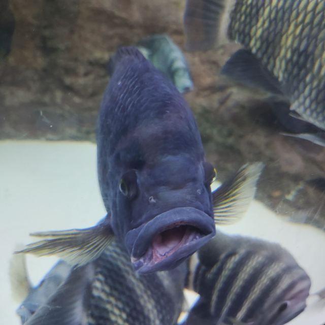 上海海洋水族馆旅行图片 2
