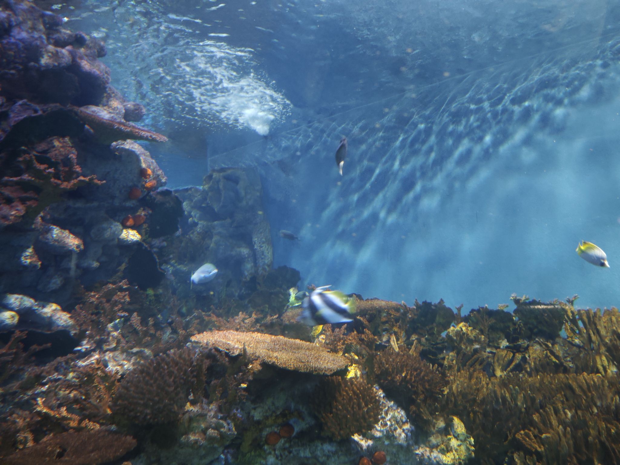 上海海洋水族馆旅行图片 2