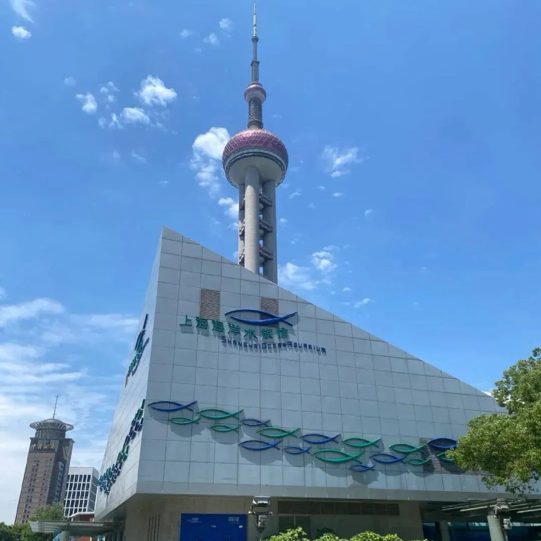 上海海洋水族馆现场照片 15