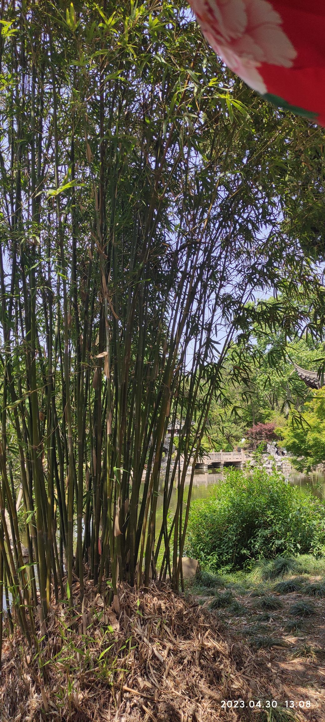 金沙公园旅行图片 2