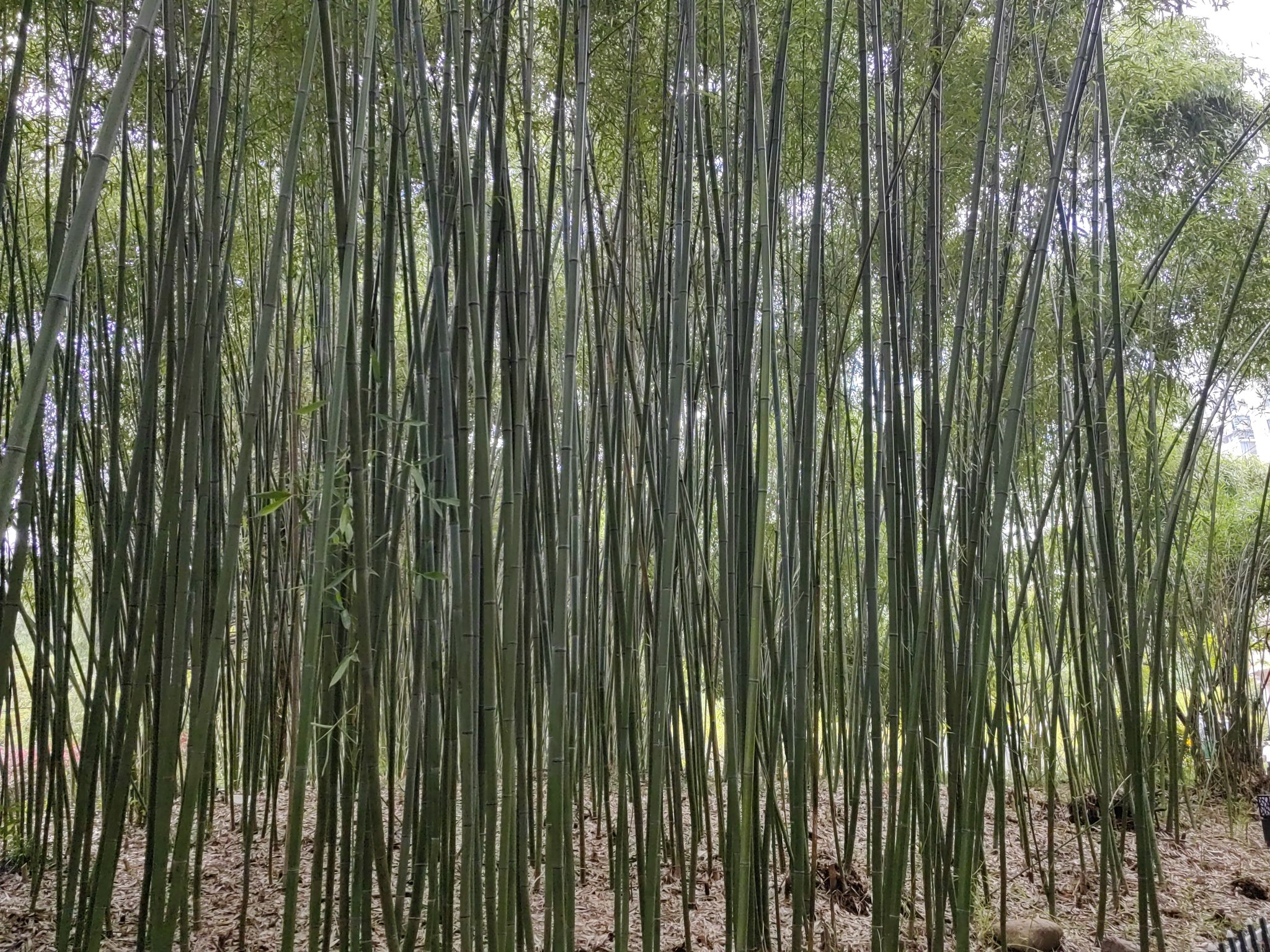 金沙公园旅行图片 3