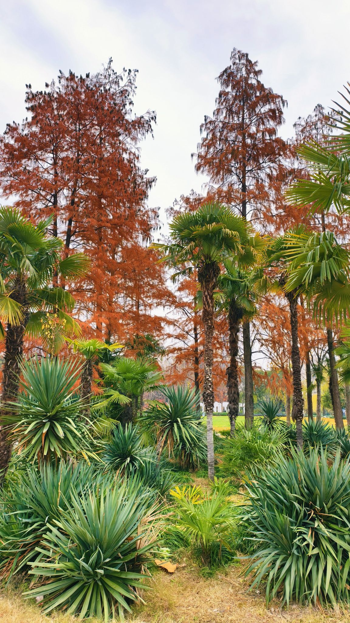 新虹桥中心花园旅行图片 1