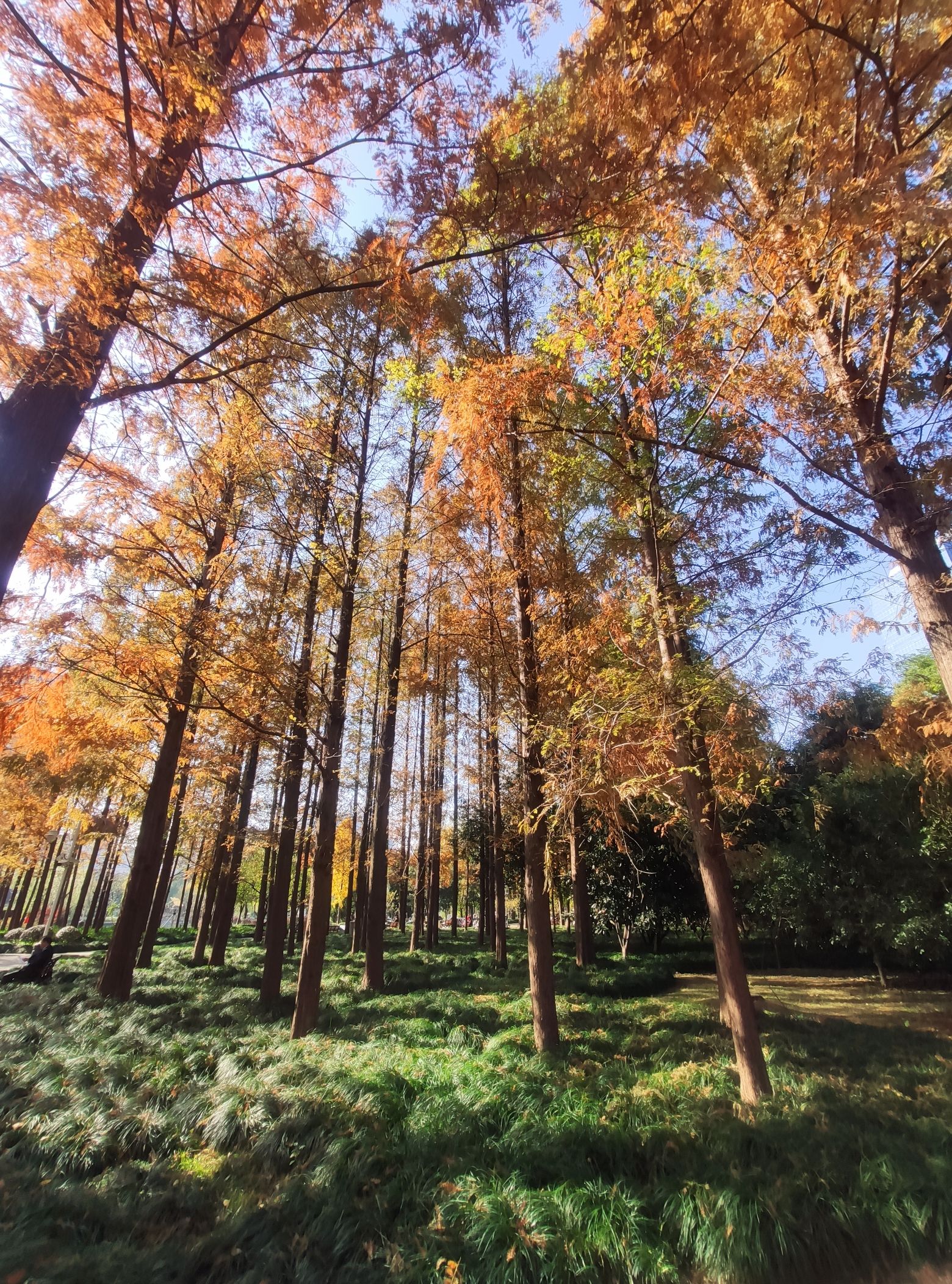 新虹桥中心花园旅行图片 2
