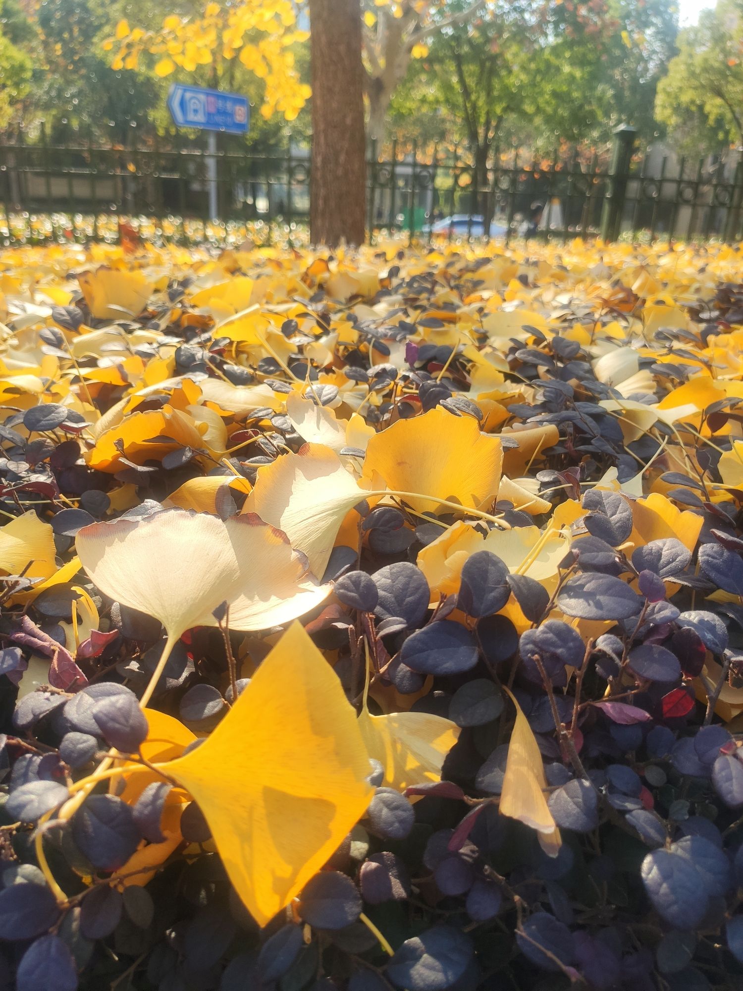 新虹桥中心花园旅行图片 3