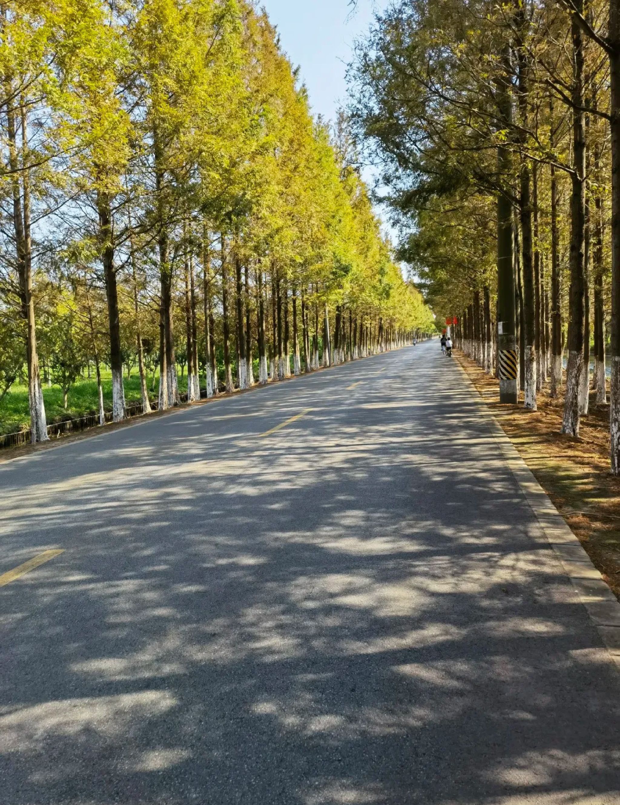 横沙岛旅行图片 1