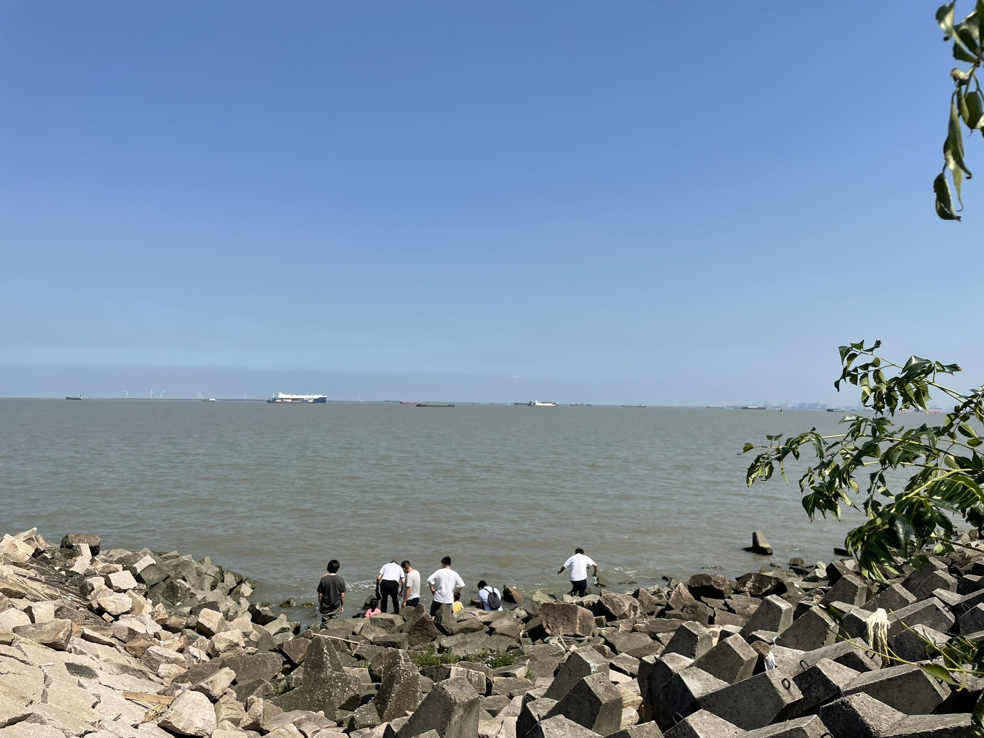 上海滨江森林公园旅行图片 2