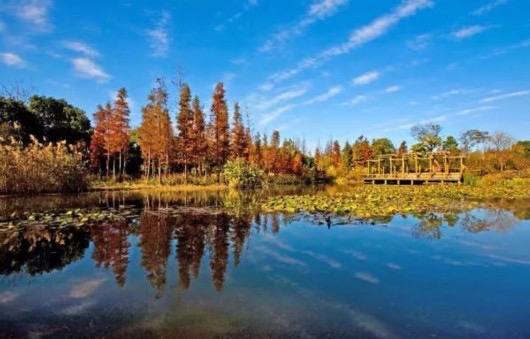 上海滨江森林公园旅行图片 3