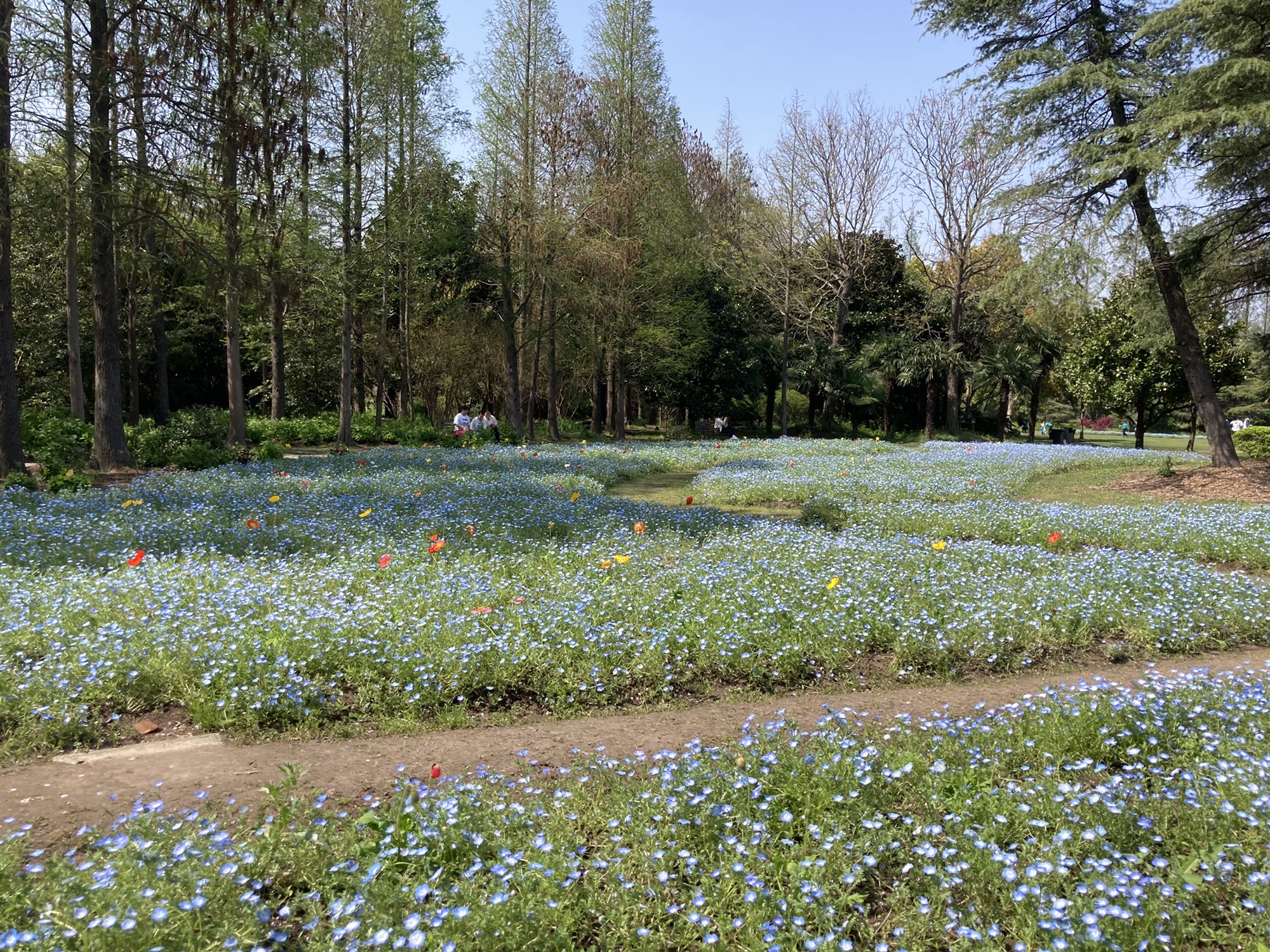 上海滨江森林公园旅行图片 2