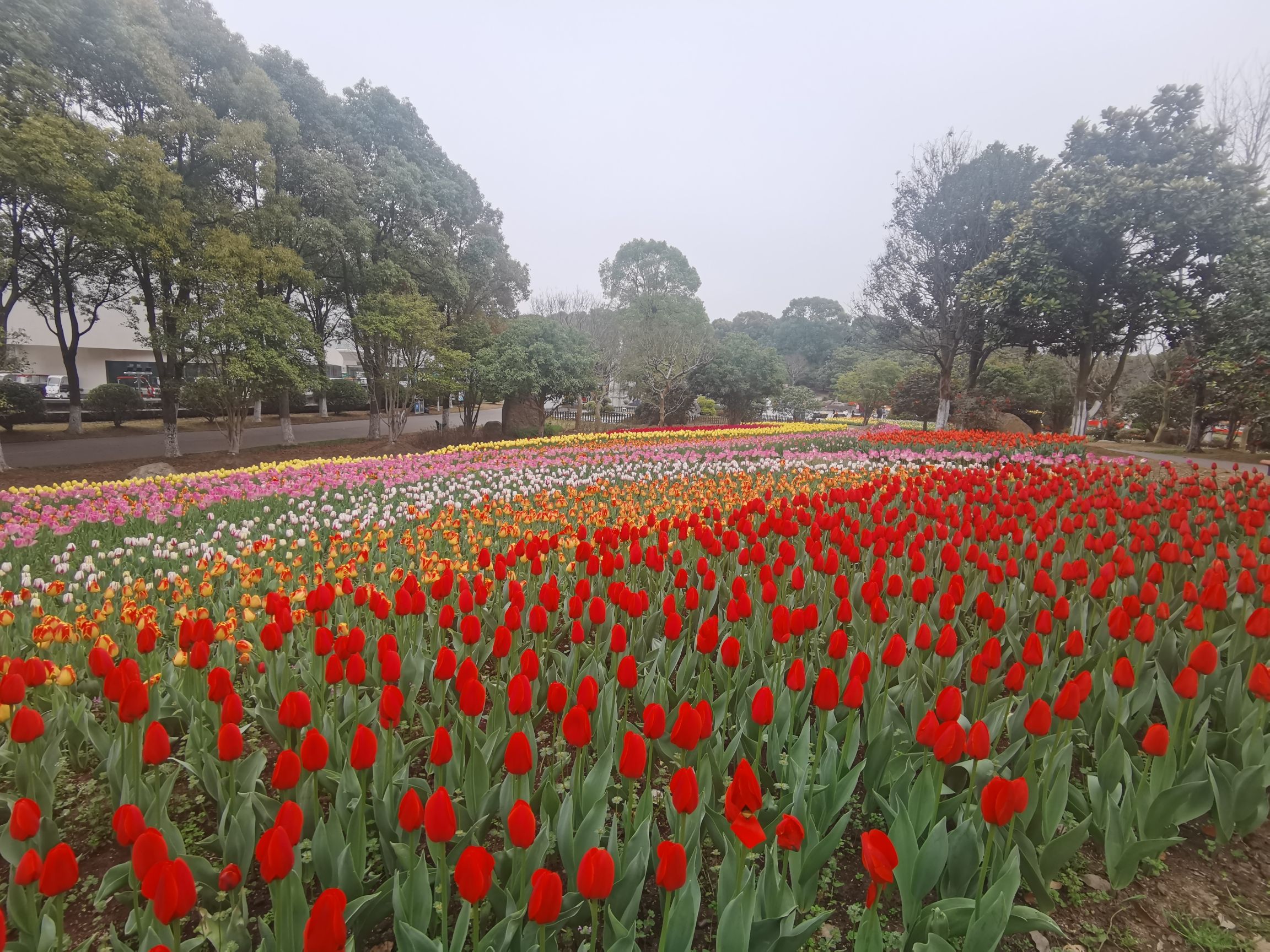 上海鲜花港旅行图片 3