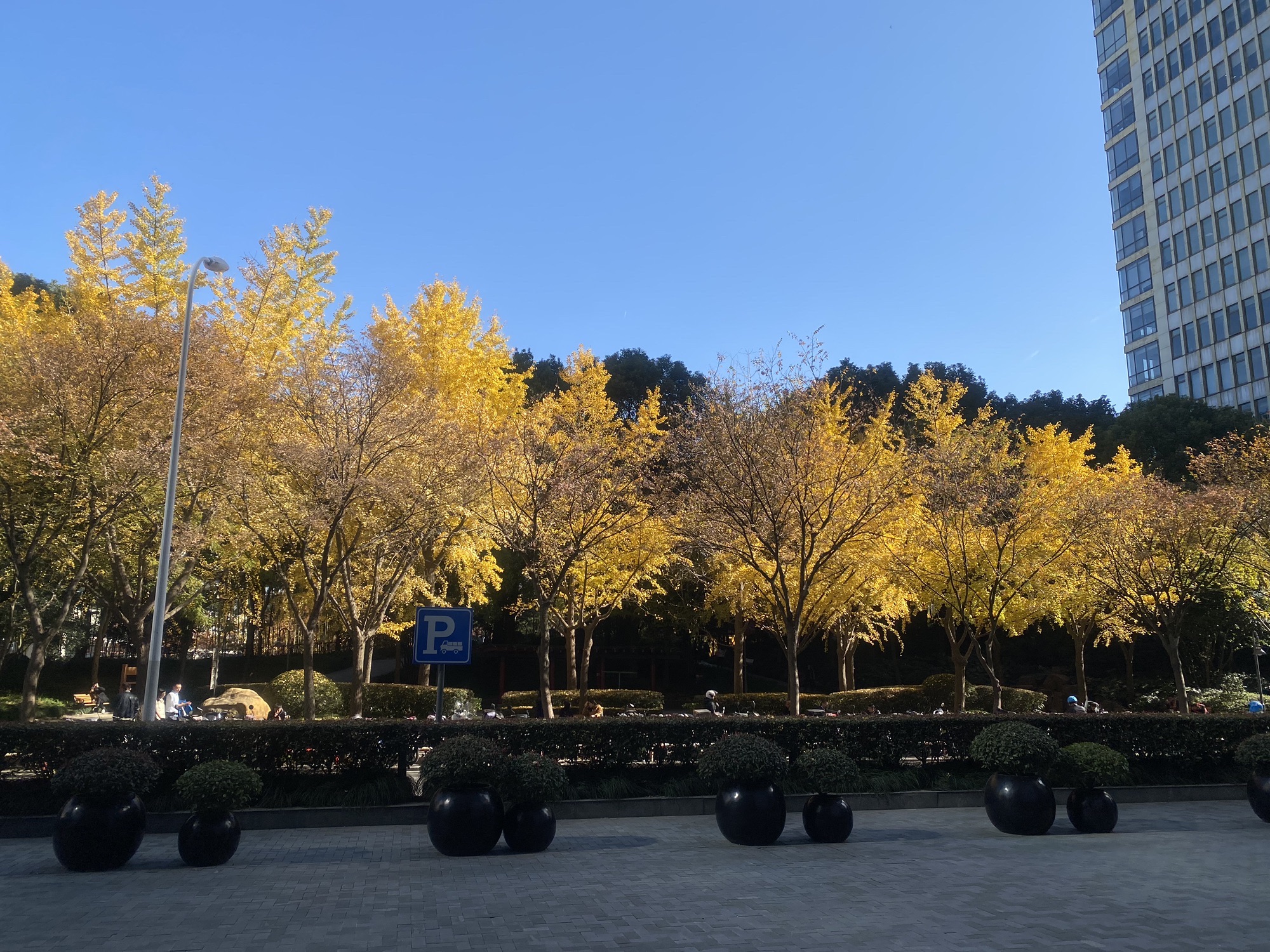 不夜城绿地旅行图片 1
