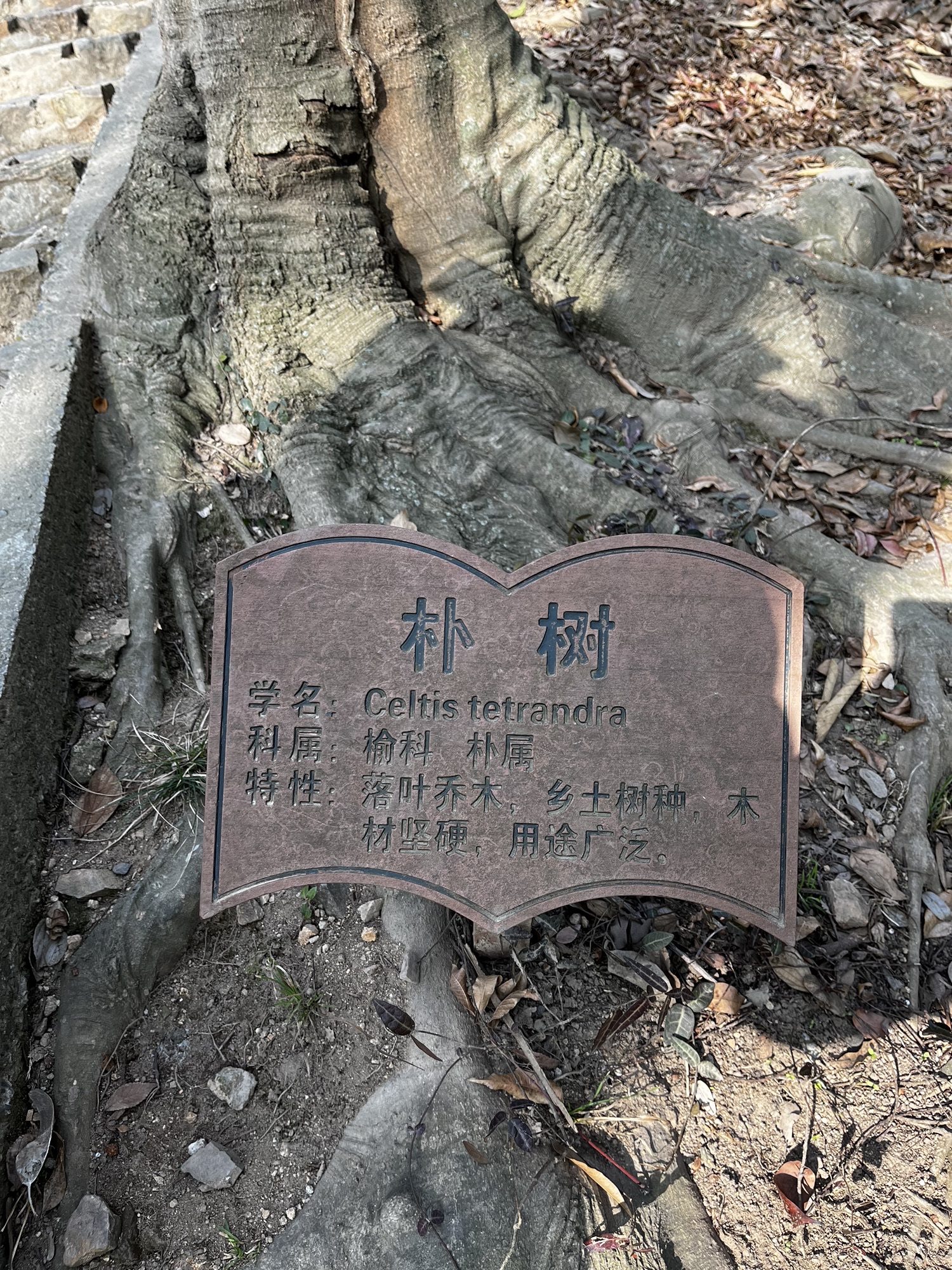 上海佘山国家森林公园-天马山园旅行图片 2