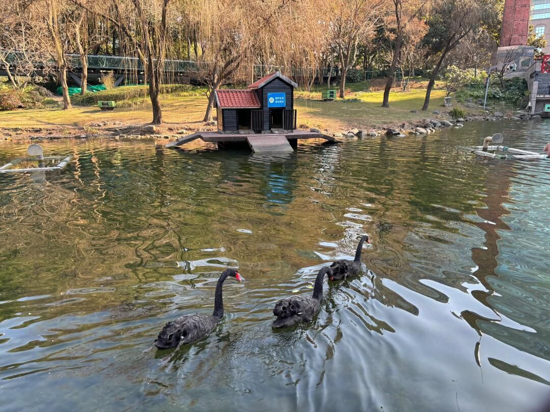 徐家汇公园旅行图片 2