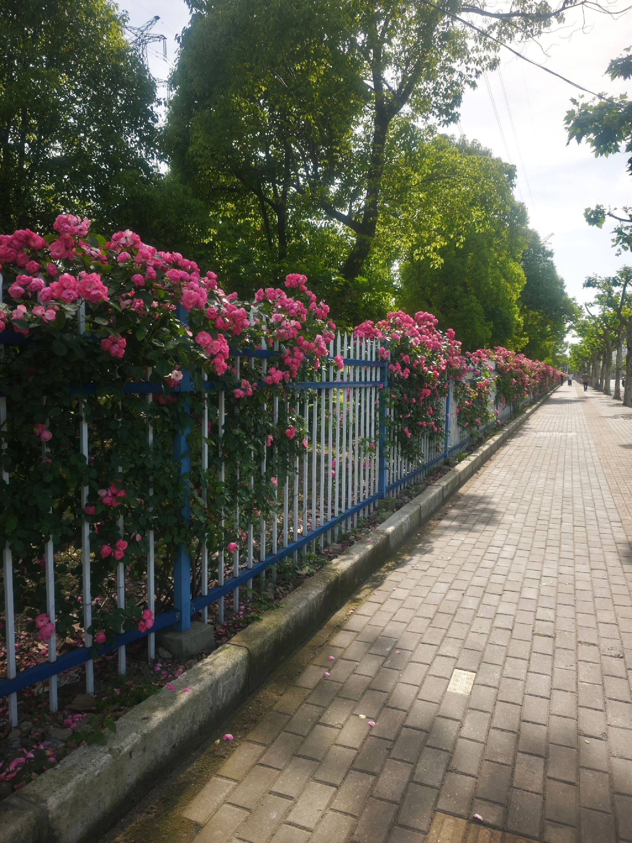 双河绿地游园旅行图片 3