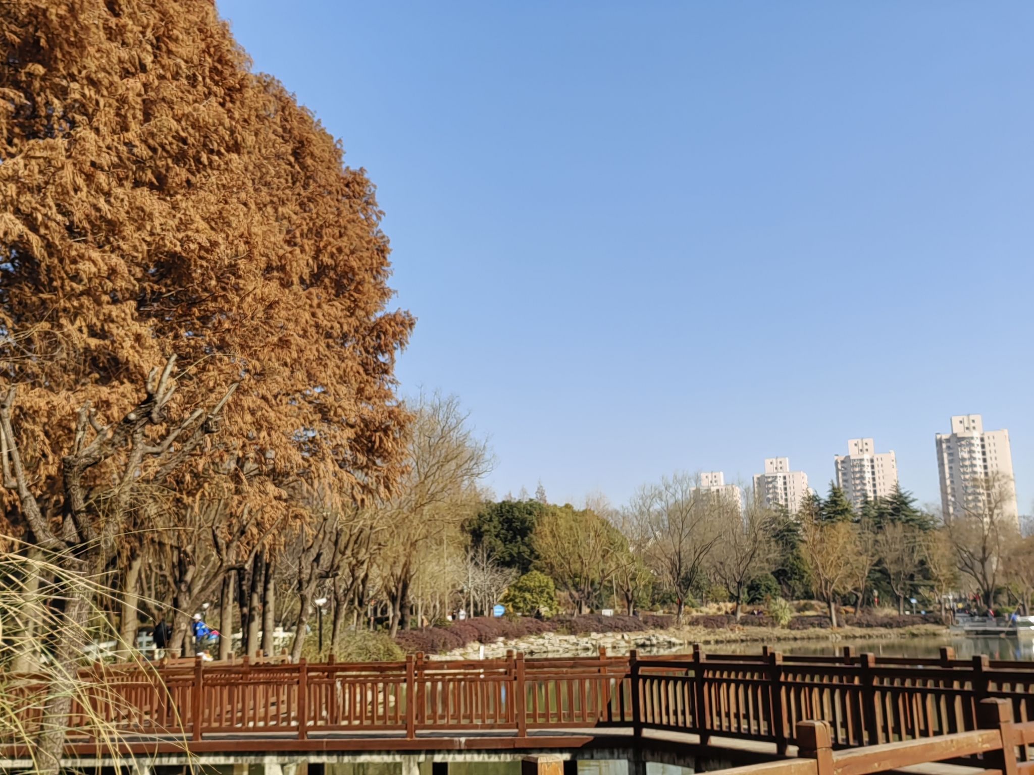 金桥公园旅行图片 2
