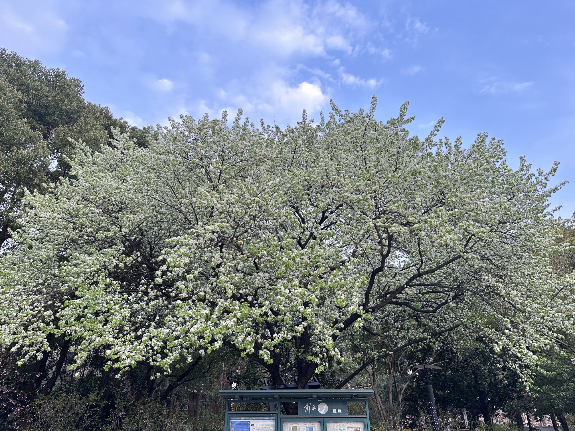 延春公园旅行图片 2