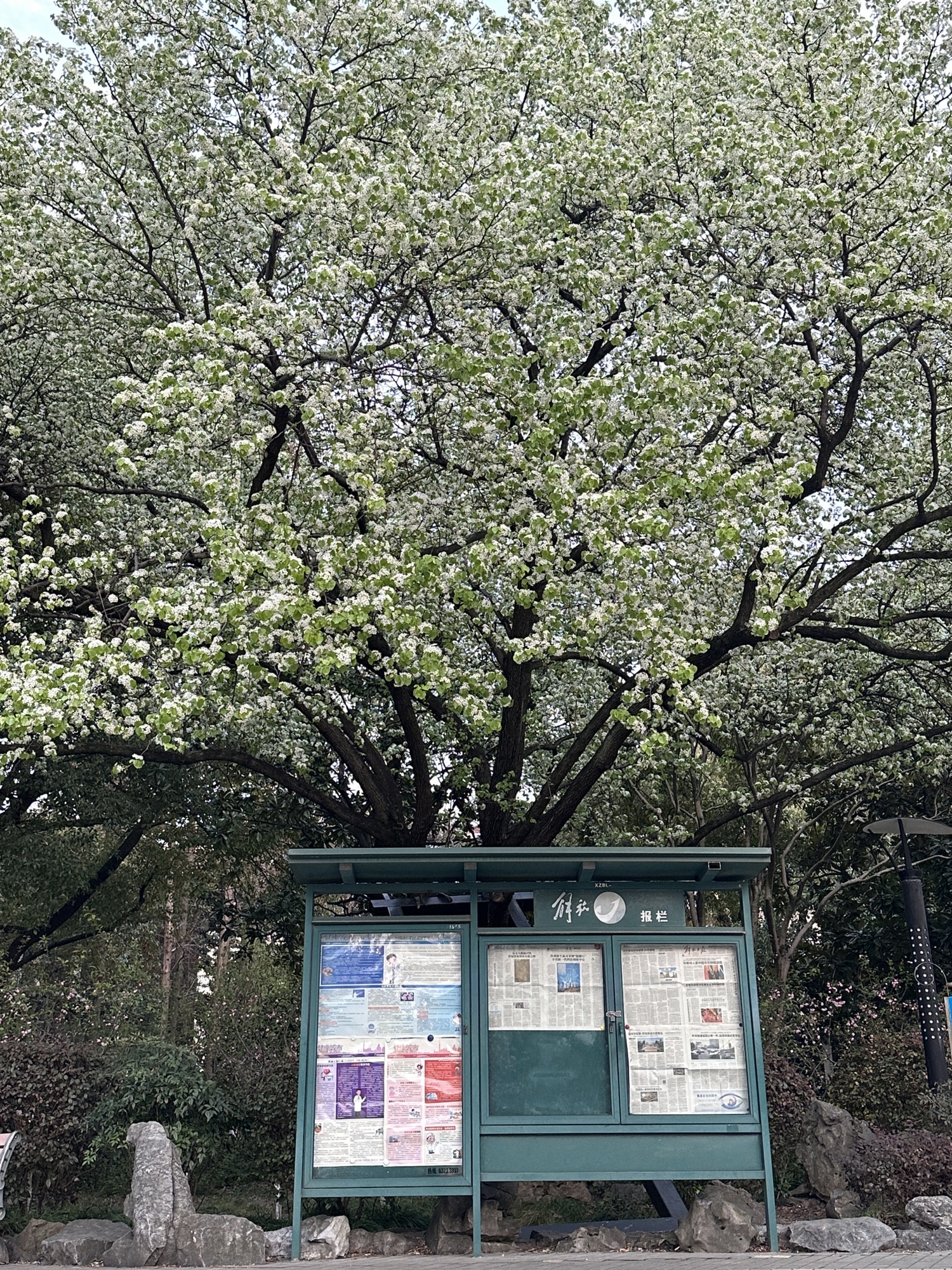延春公园旅行图片 1