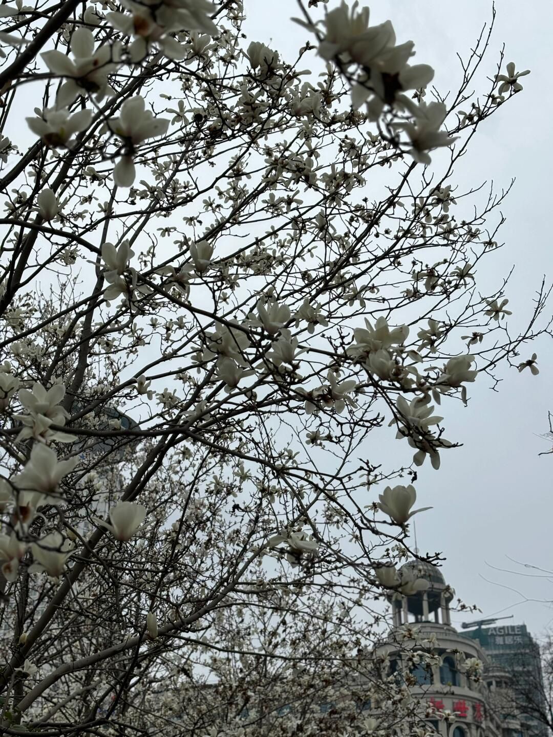 人民公园旅行图片 3