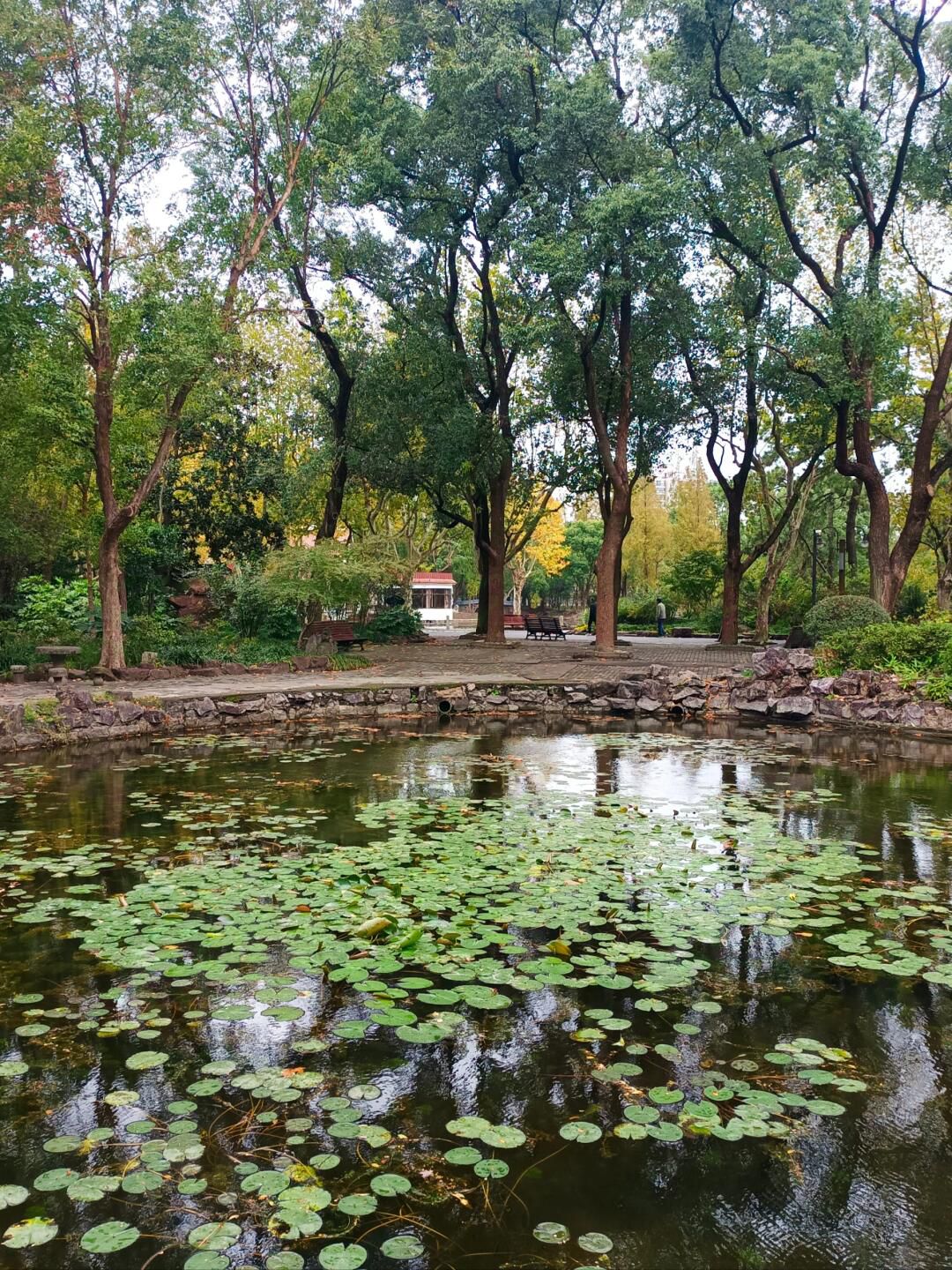 杨浦公园旅行图片 2