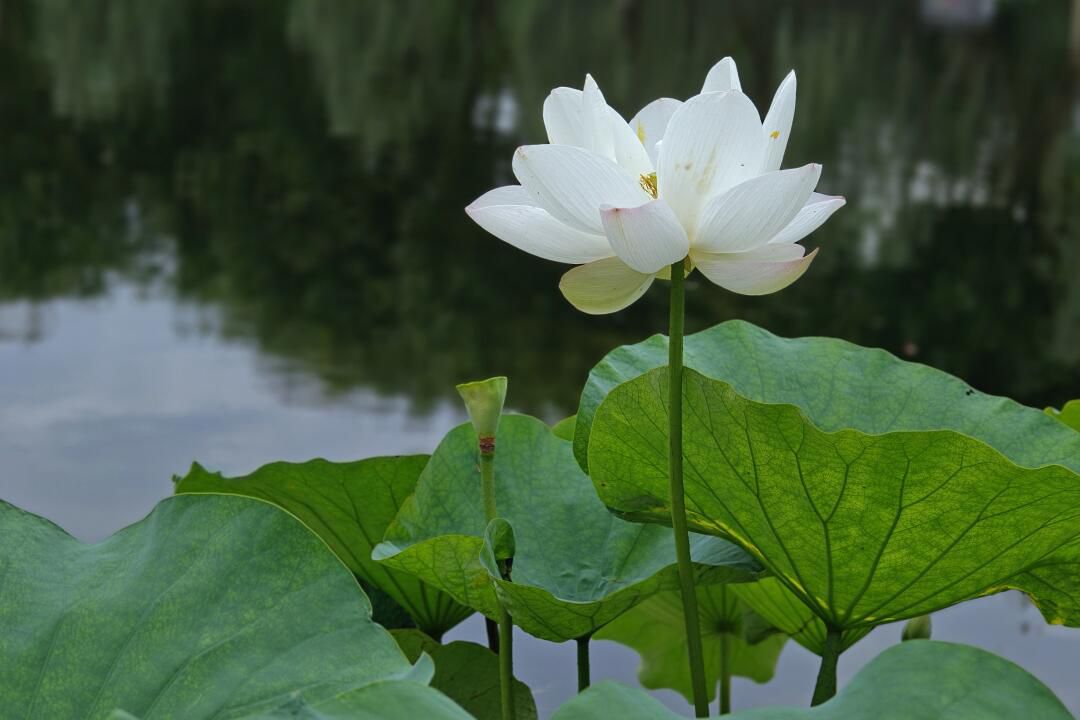 杨浦公园旅行图片 3